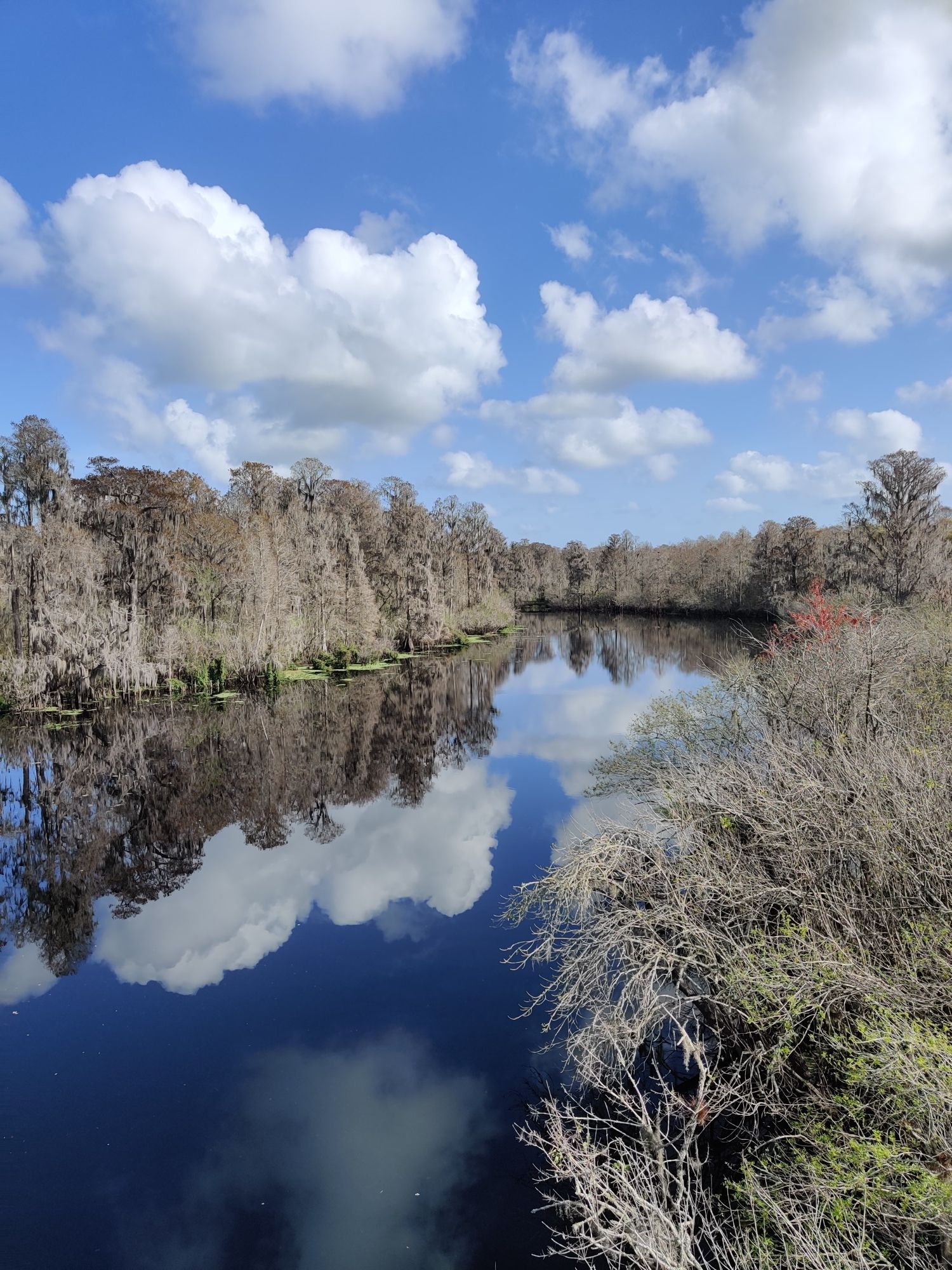 Wide river reflecting cloudy blue sky, surrounded by bare trees. - Lettuce Lake Park Loop