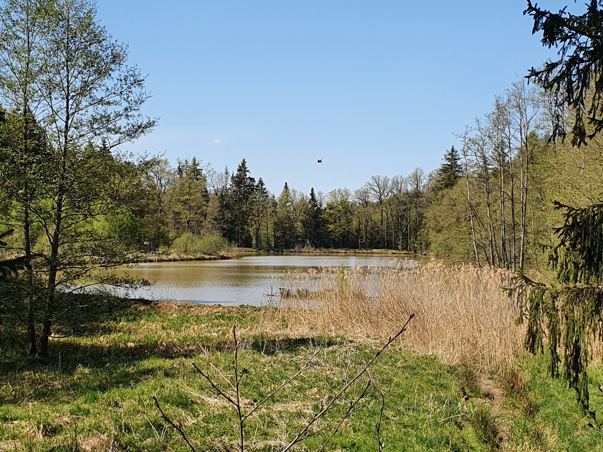 Waldsee
