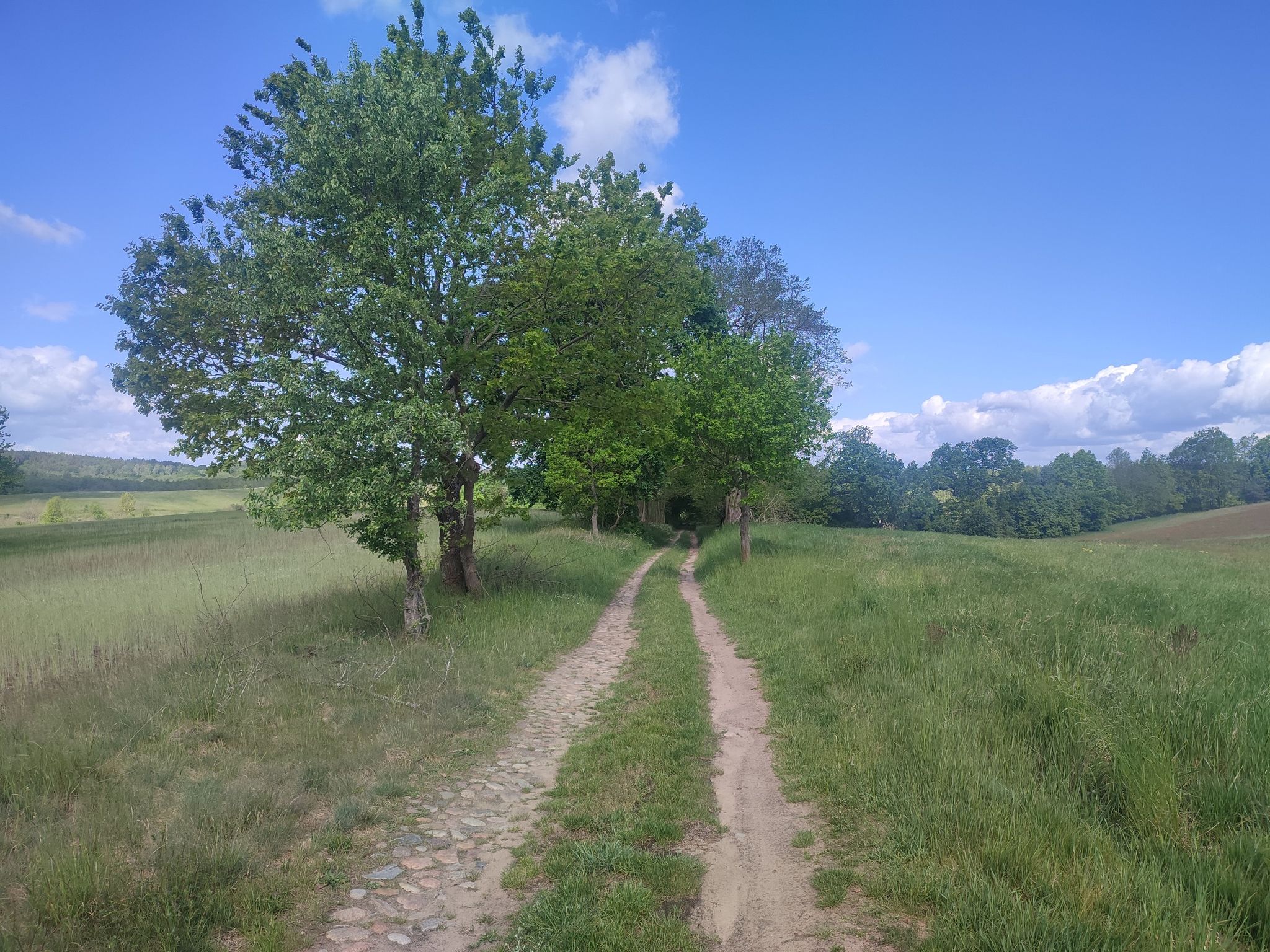 alte Feldallee