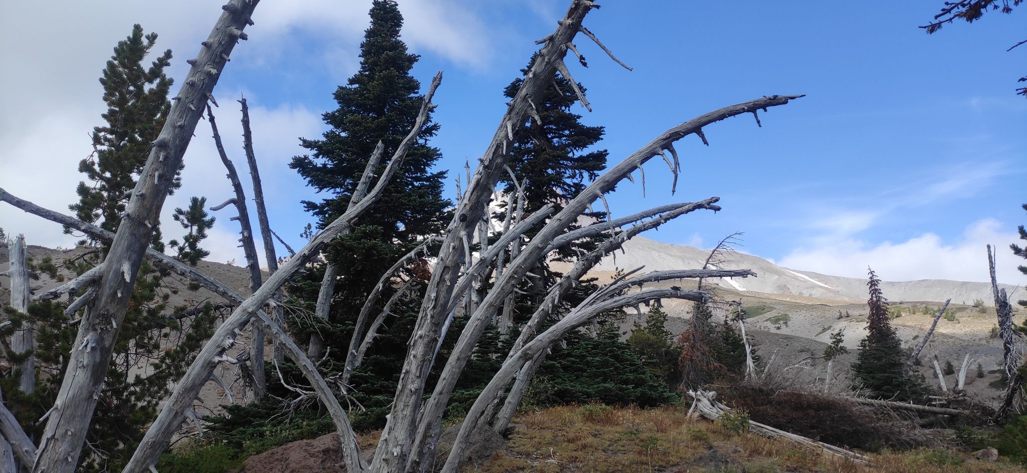Weathered dead trees and green pines on a rocky slope under a blue sky. - Silcox Hut Trail