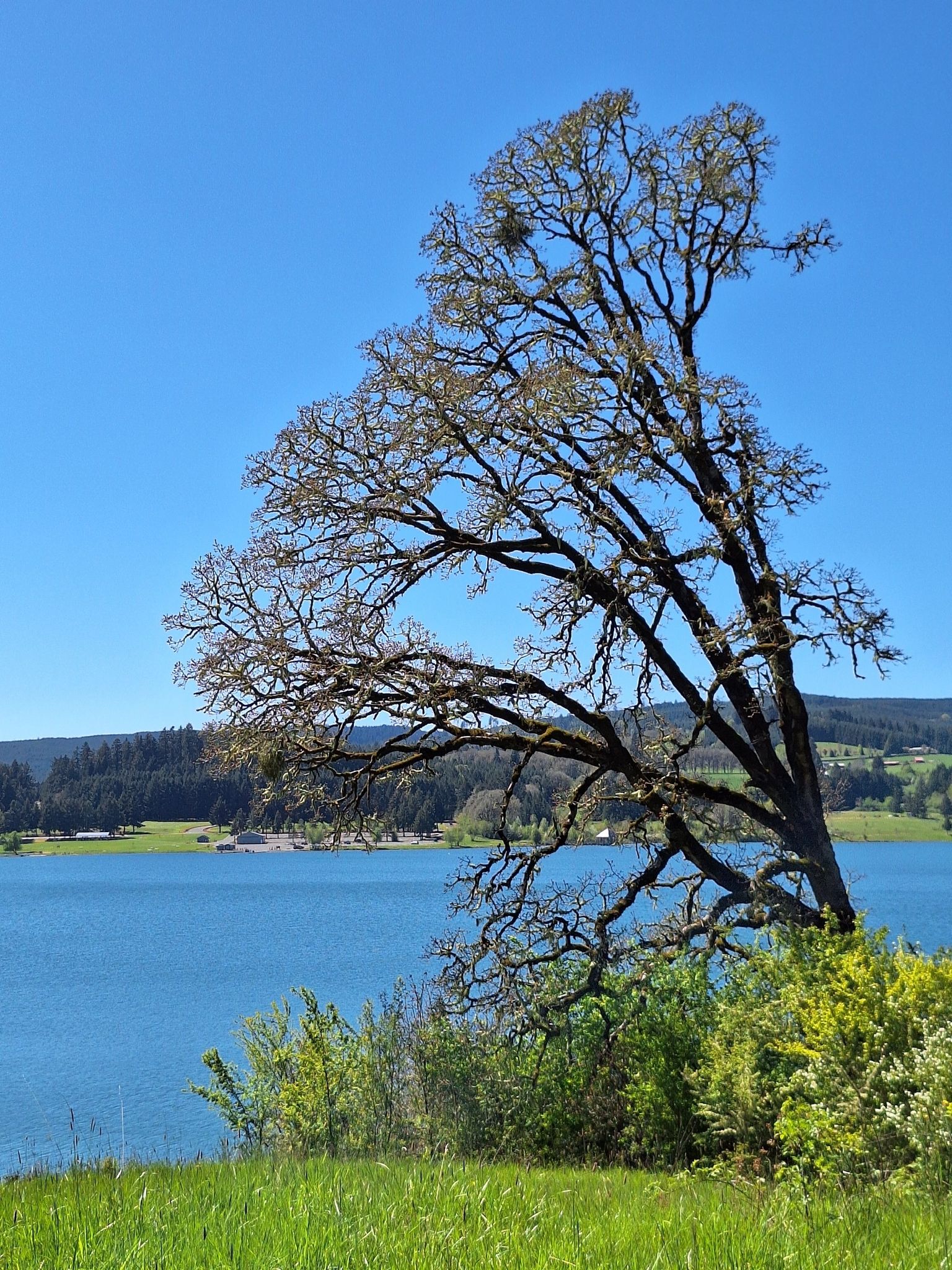 A large, gnarled tree with bare branches stands beside a bright blue lake. - Hagg Lake Trail – Henry Hagg Lake loop from Forest Grove
