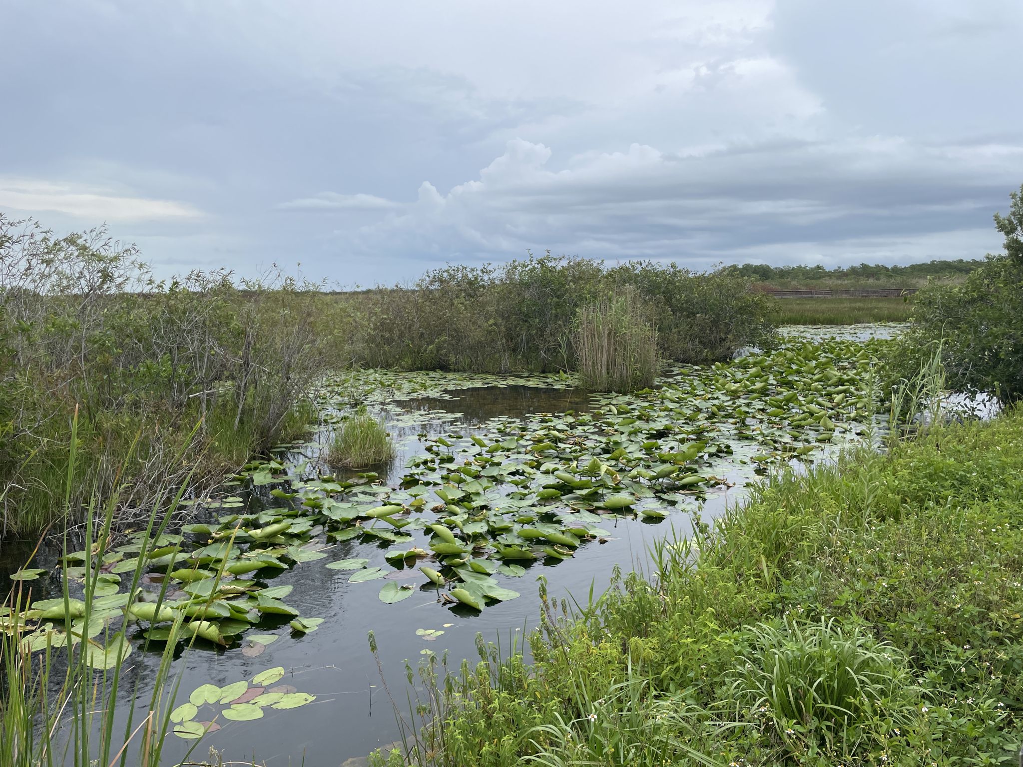 Wetland with lily pads and tall grasses under a cloudy sky. - Anhinga Trail – Royal Palm Visitor Center loop from Paradise Key