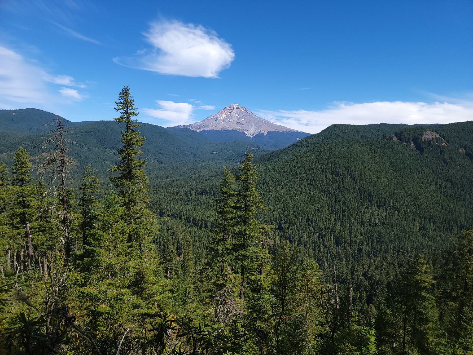 Majestic snow-capped mountain rises above a sprawling green forest on a clear day. - Cool Creek Trail to Devil's Peak
