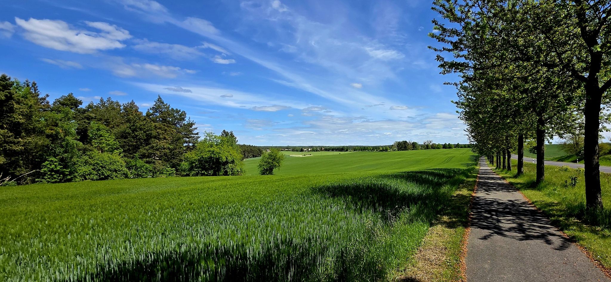 Getreide und blauer Himmel satt