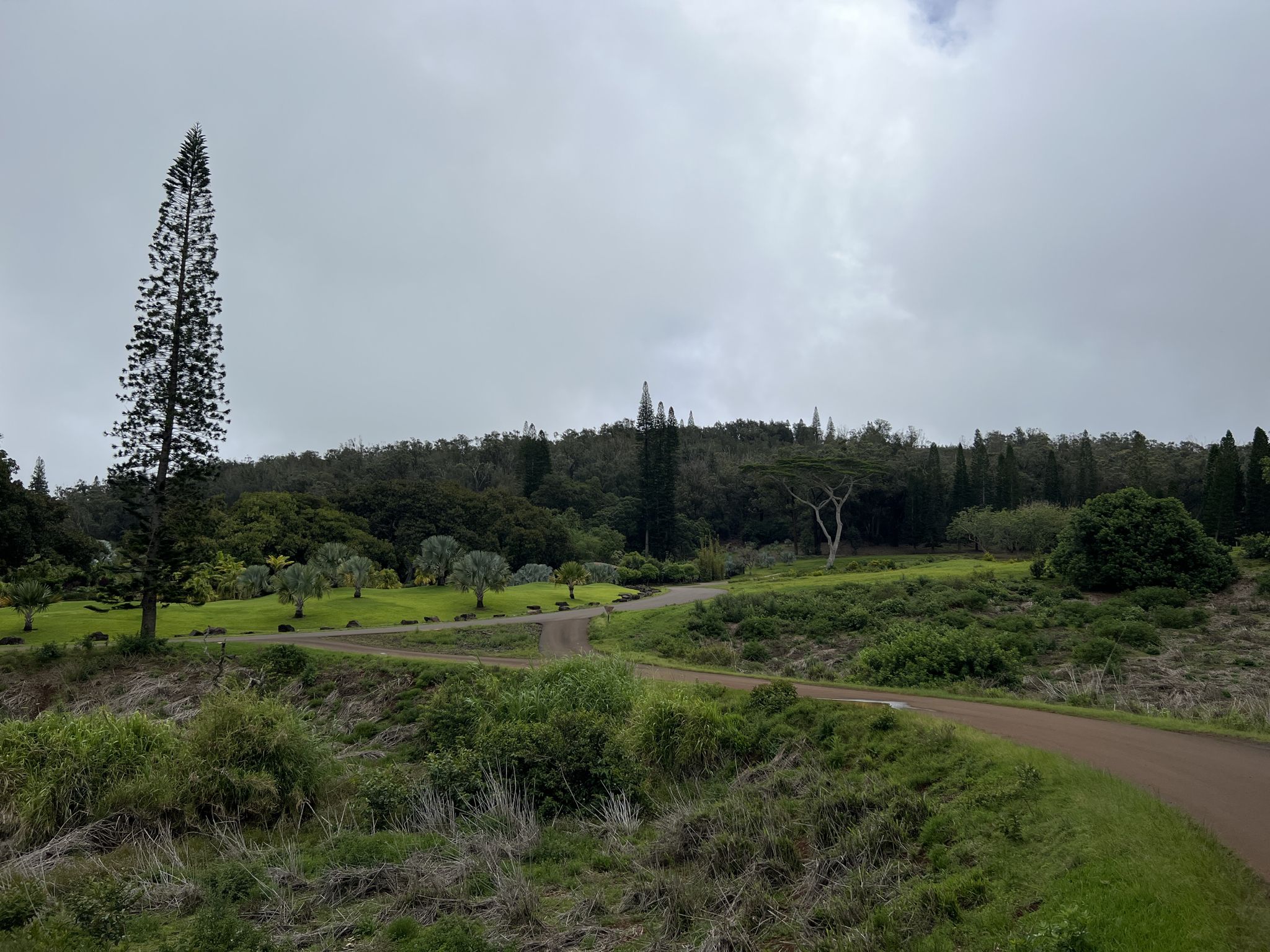 Winding paved path through green hills with tall pine trees under overcast sky. - Dole Park Loop