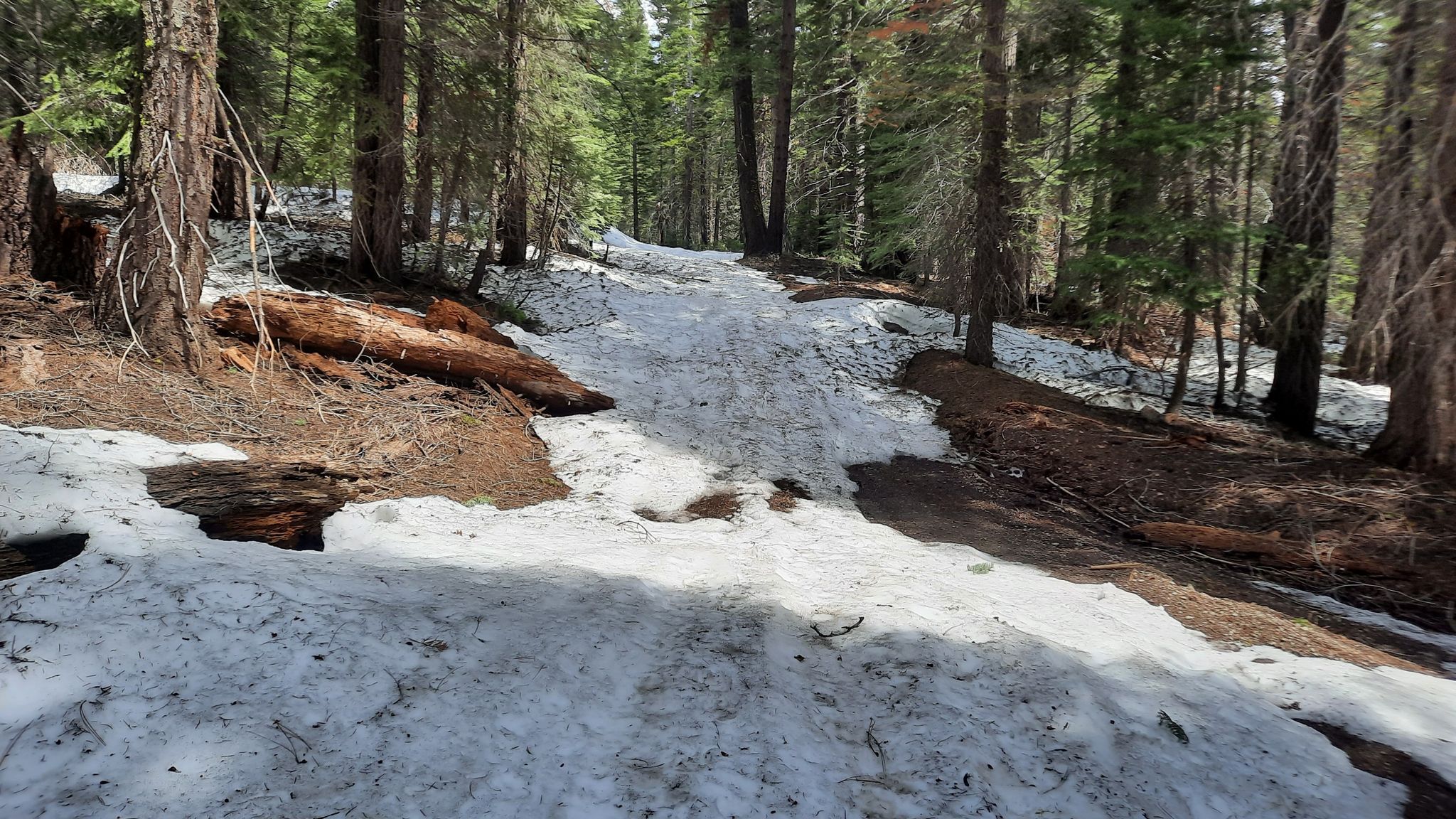 Forest path covered in melting snow patches under dappled sunlight. - Truckee to Mount Watson Loop