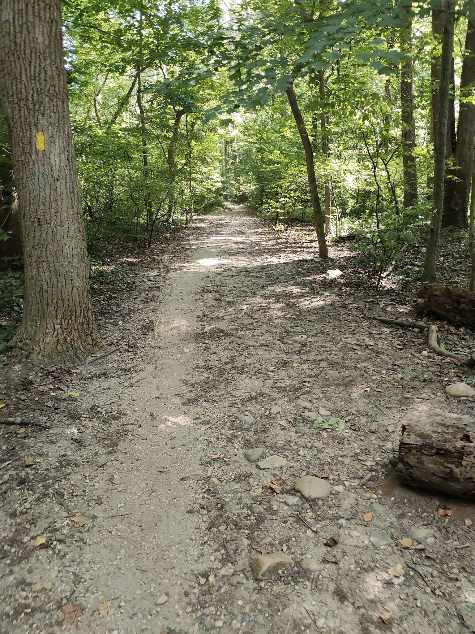 A sun-dappled dirt path winds through a dense green forest. - Glover-Archbold Trail