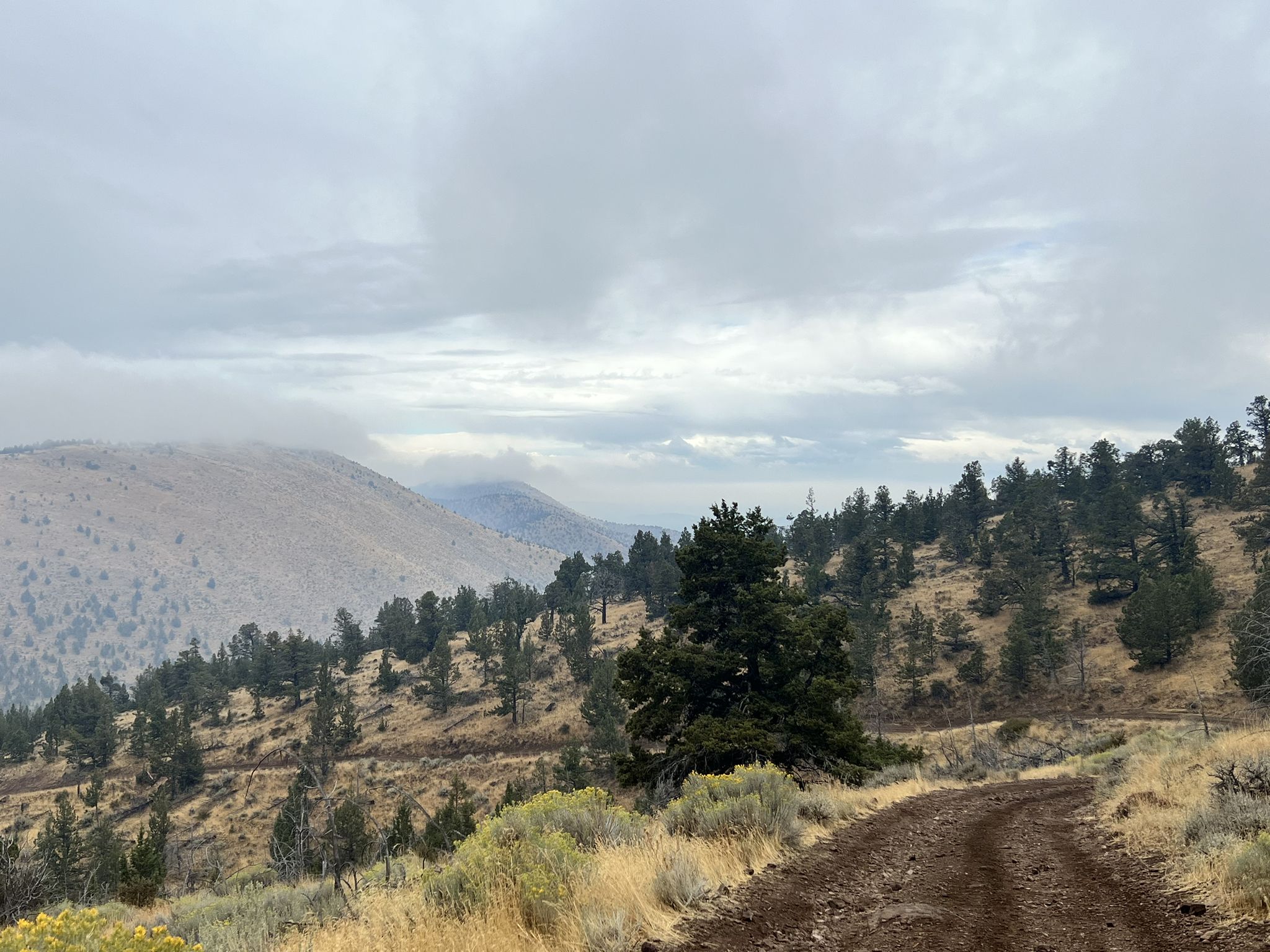 Dirt road winding through misty, tree-covered hills on an overcast day. - Gray Butte via Cattle Gate