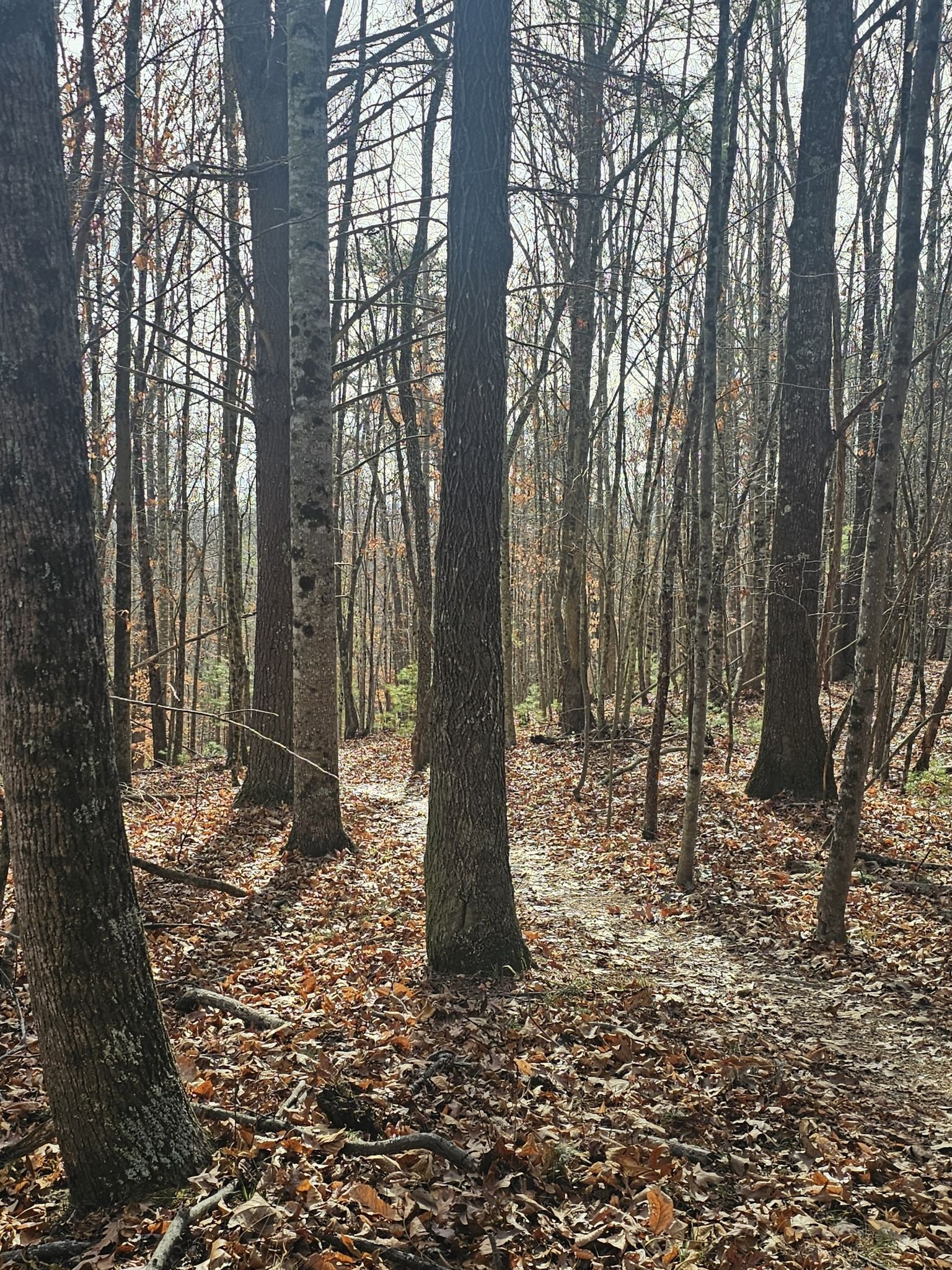 Sunlight filters through tall, bare trees onto a leaf-covered forest floor. - Brush Mountain, Crosscut, Wilkes Wood, & Ida May Trail loop