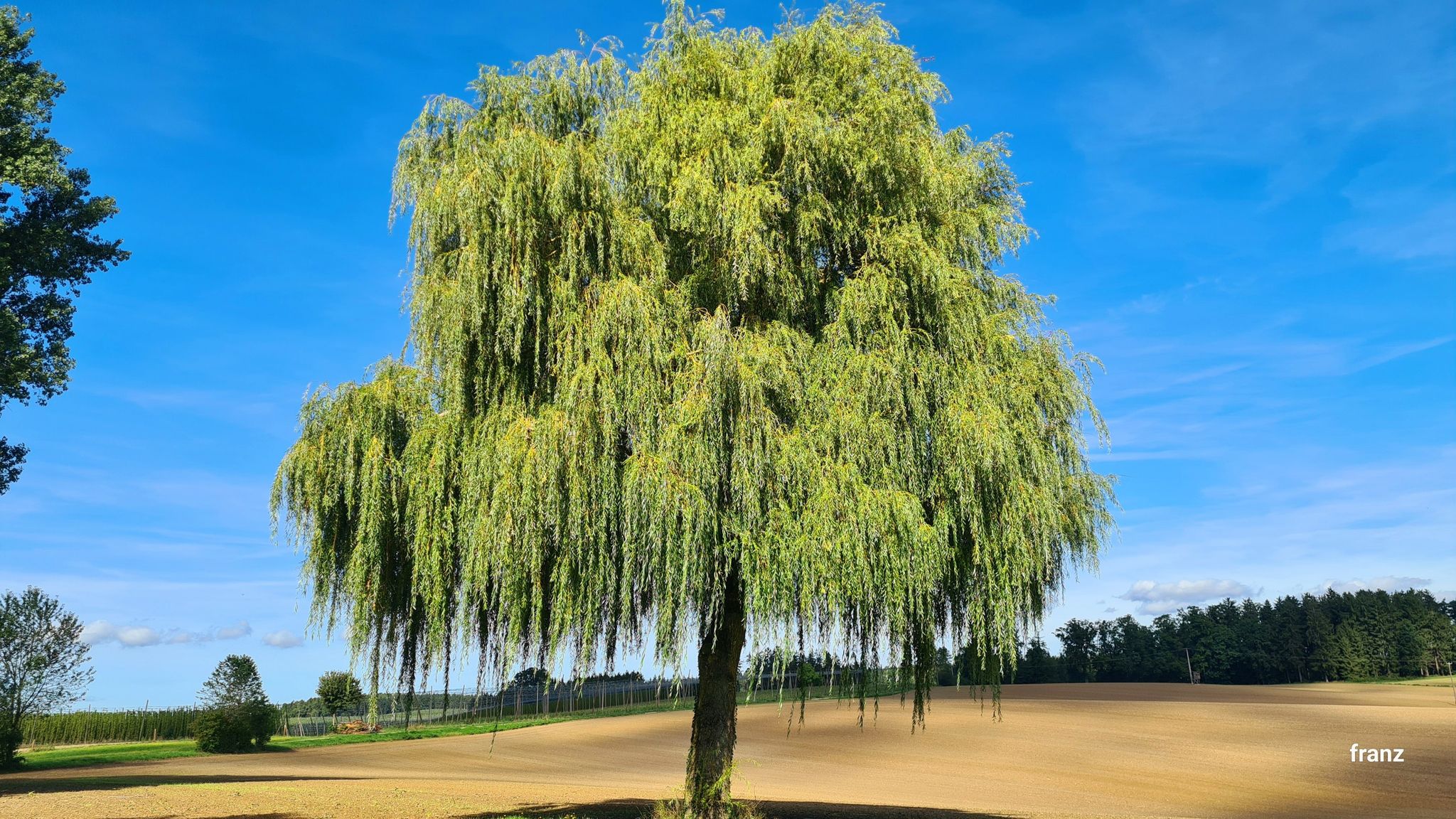 Was für ein schöner Baum!