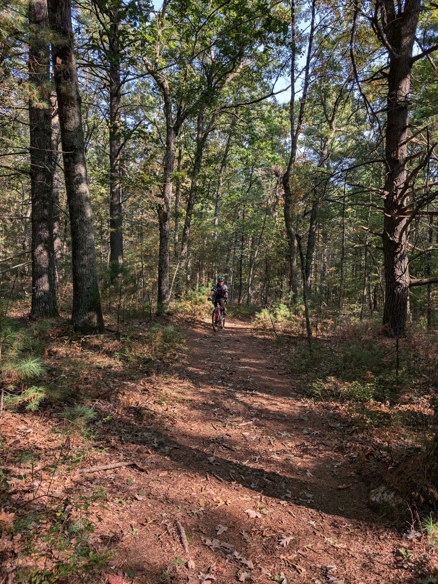 A person mountain biking on a sun-dappled dirt trail through a forest. - Adams Farm loop