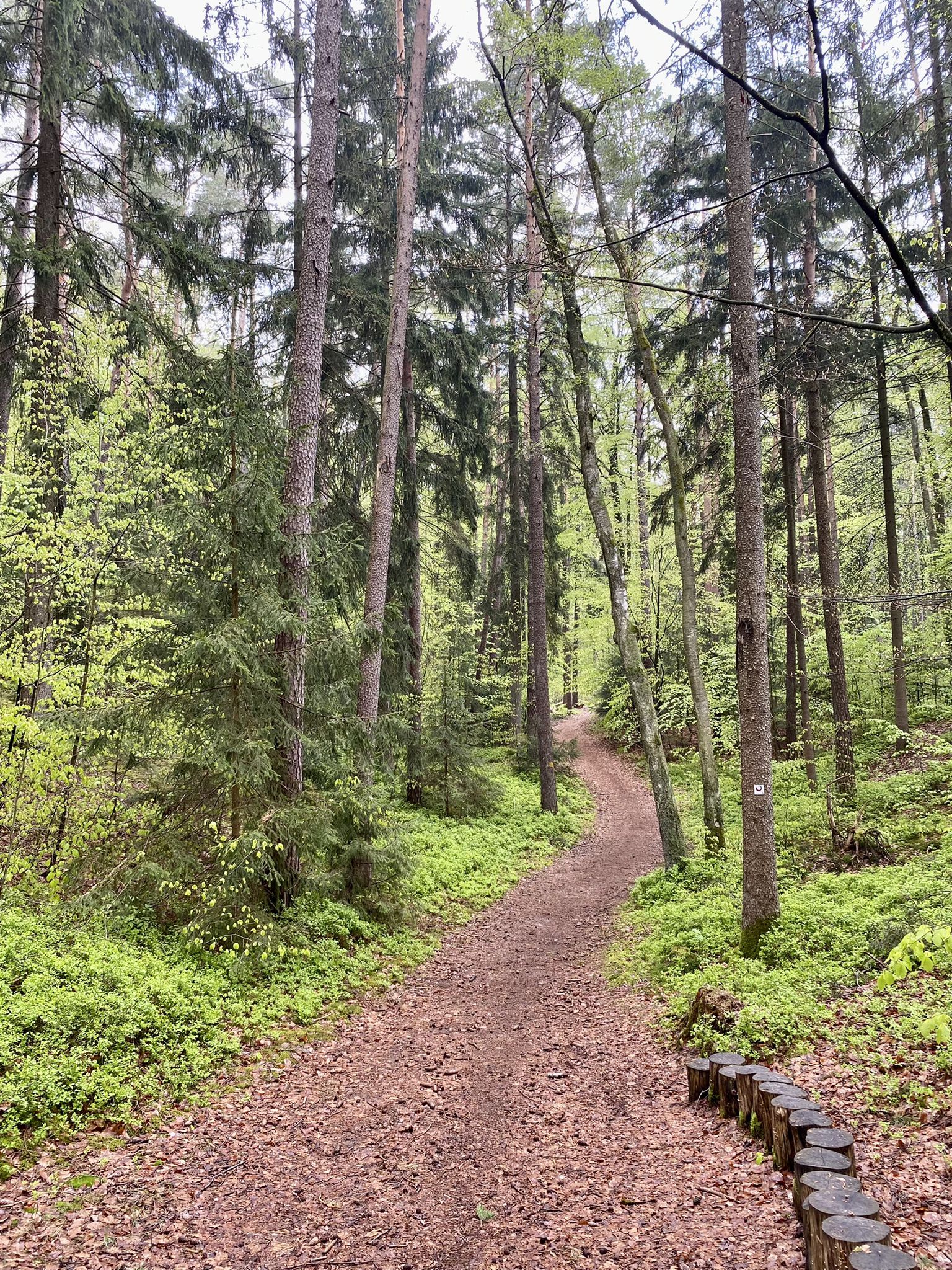 Wunderschöne Waldwege