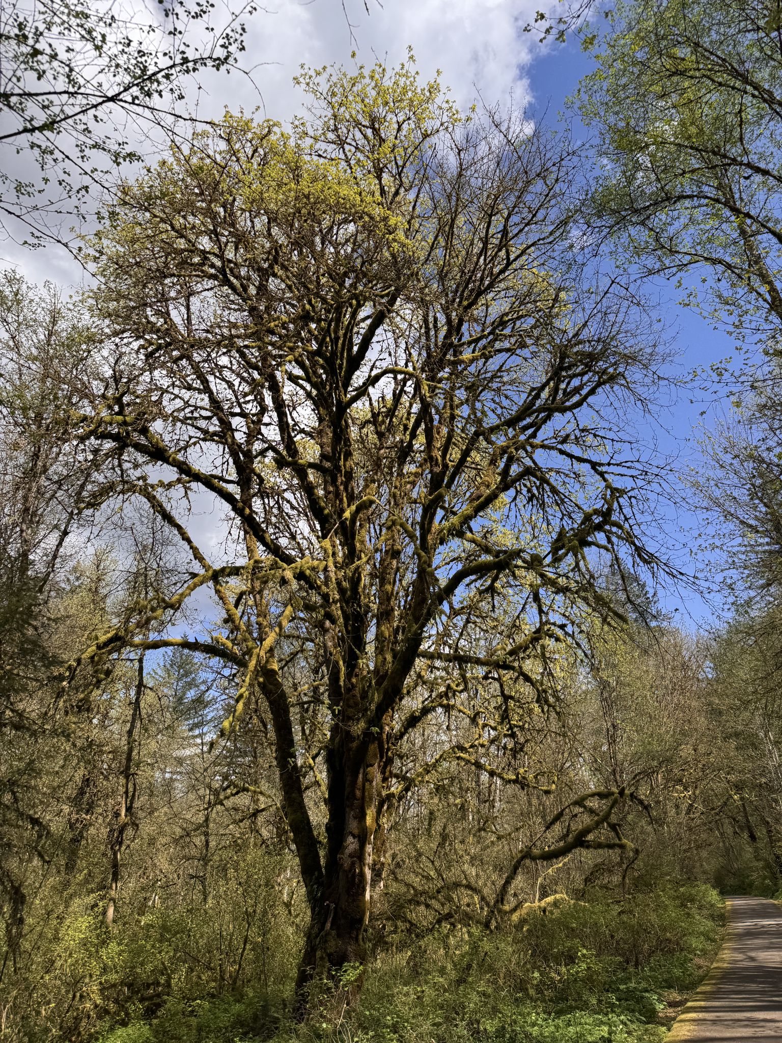 A large, moss-covered tree stands against a partly cloudy blue sky. - East Fork of the Lewis River Trail