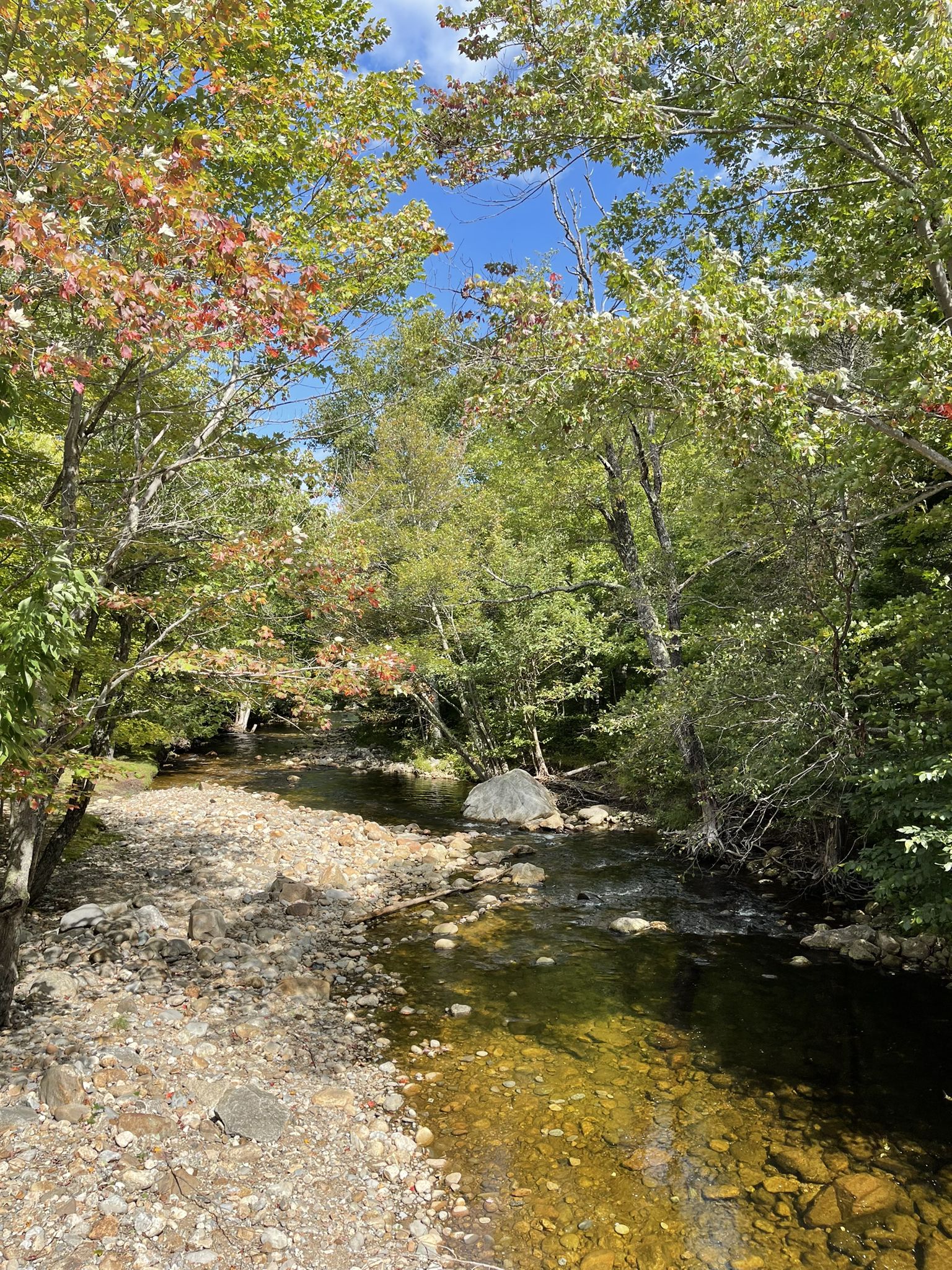 Sunny stream flowing through a forest with green and autumn-colored trees. - Great Glen Trails outer loop