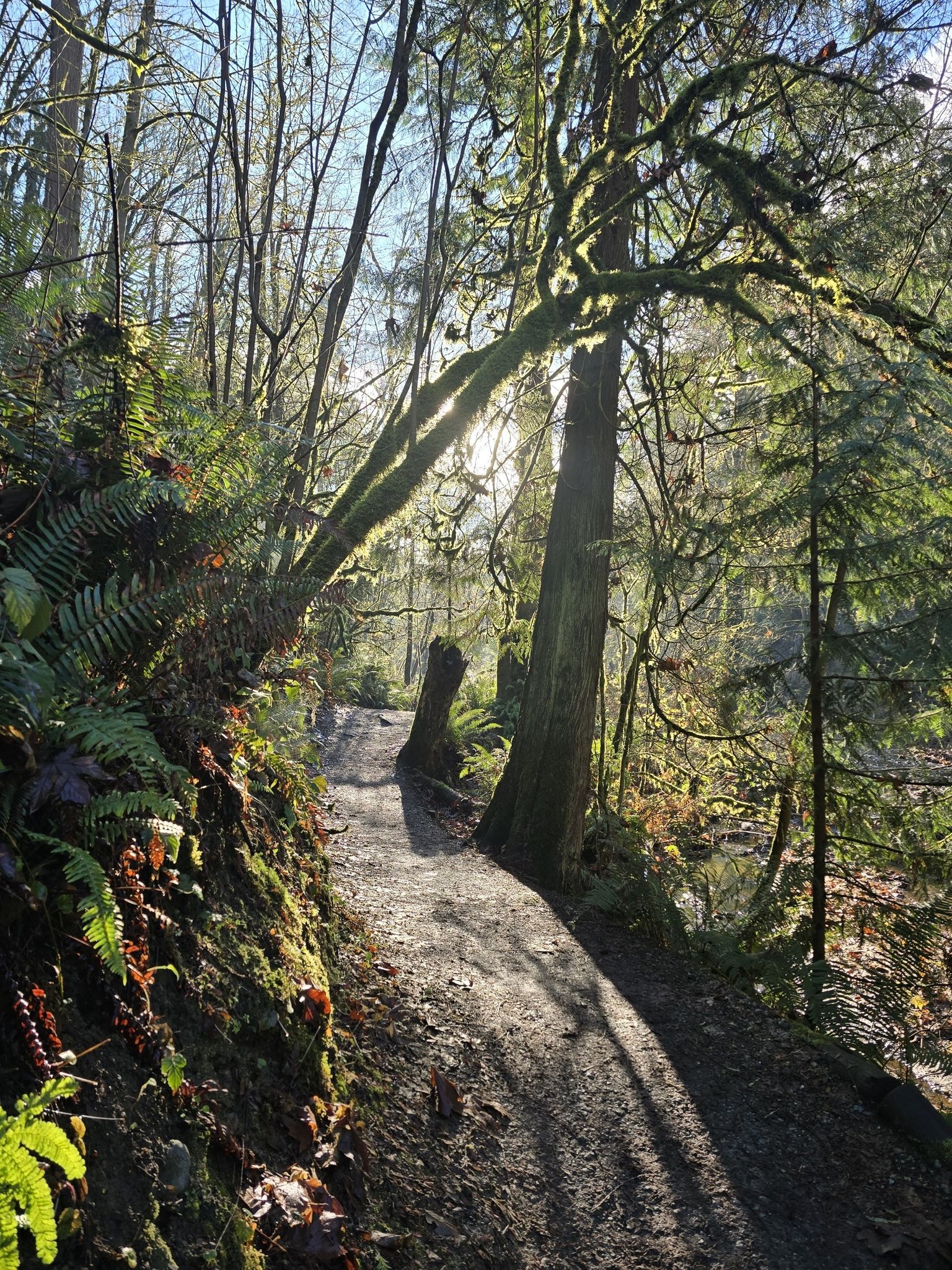 Sunlit forest path winding through mossy trees and ferns on a bright day. - Coal Creek and Primerose Loop – Coal Creek Natura Area