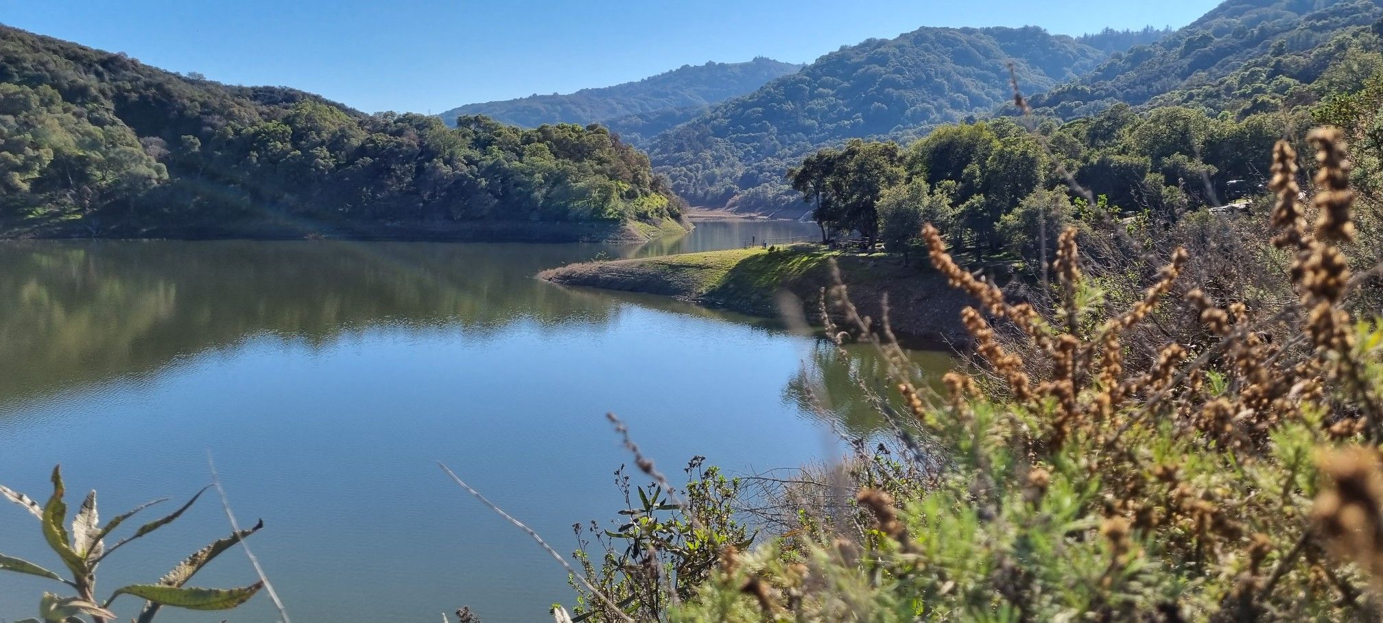 A calm lake reflecting green hills under a bright blue sky, with foreground plants. - Stevens Creek Reservoir loop from Saratoga