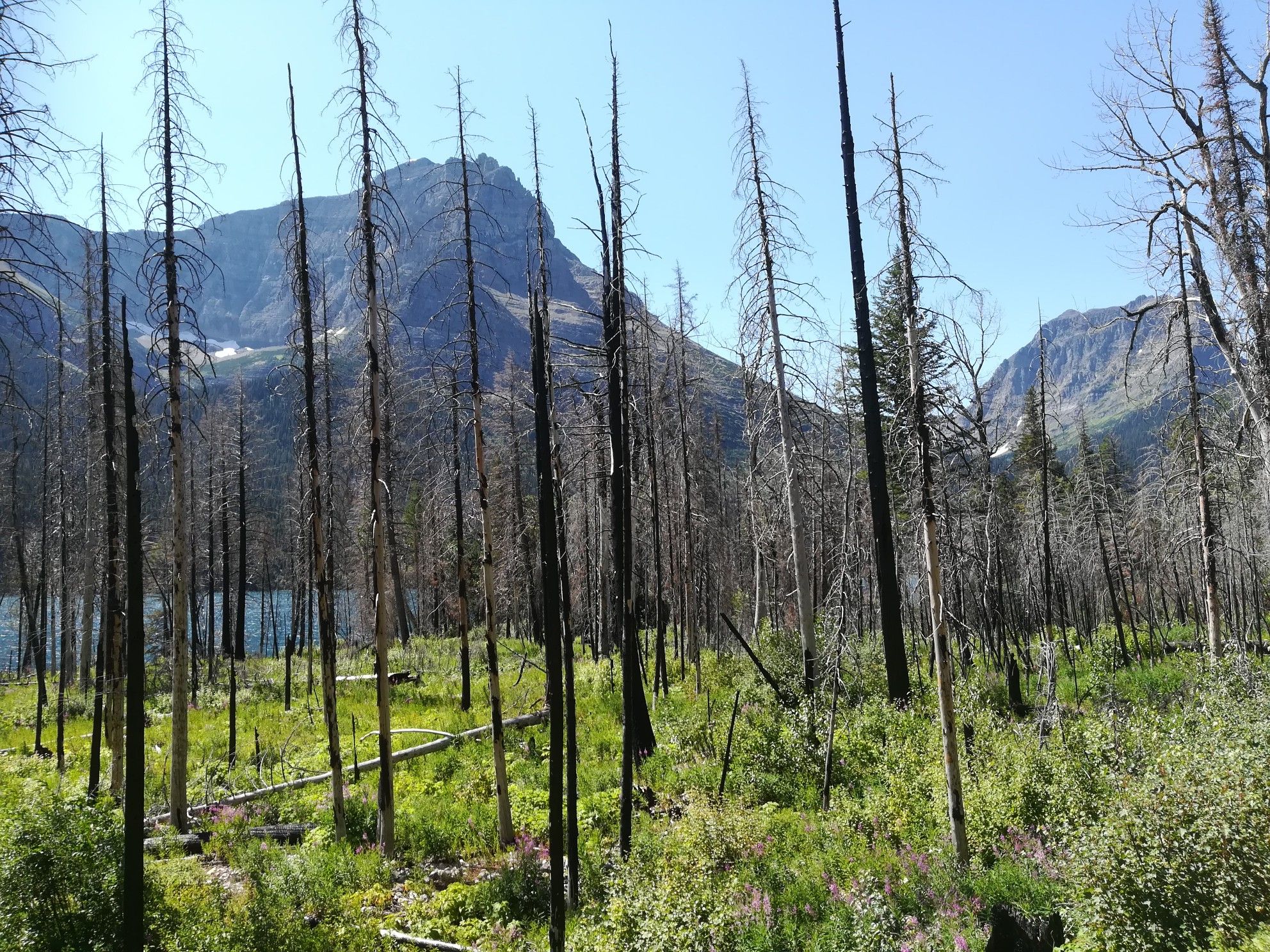 Burnt trees stand tall over green undergrowth with a lake and mountains. - Sun Point Nature Trail