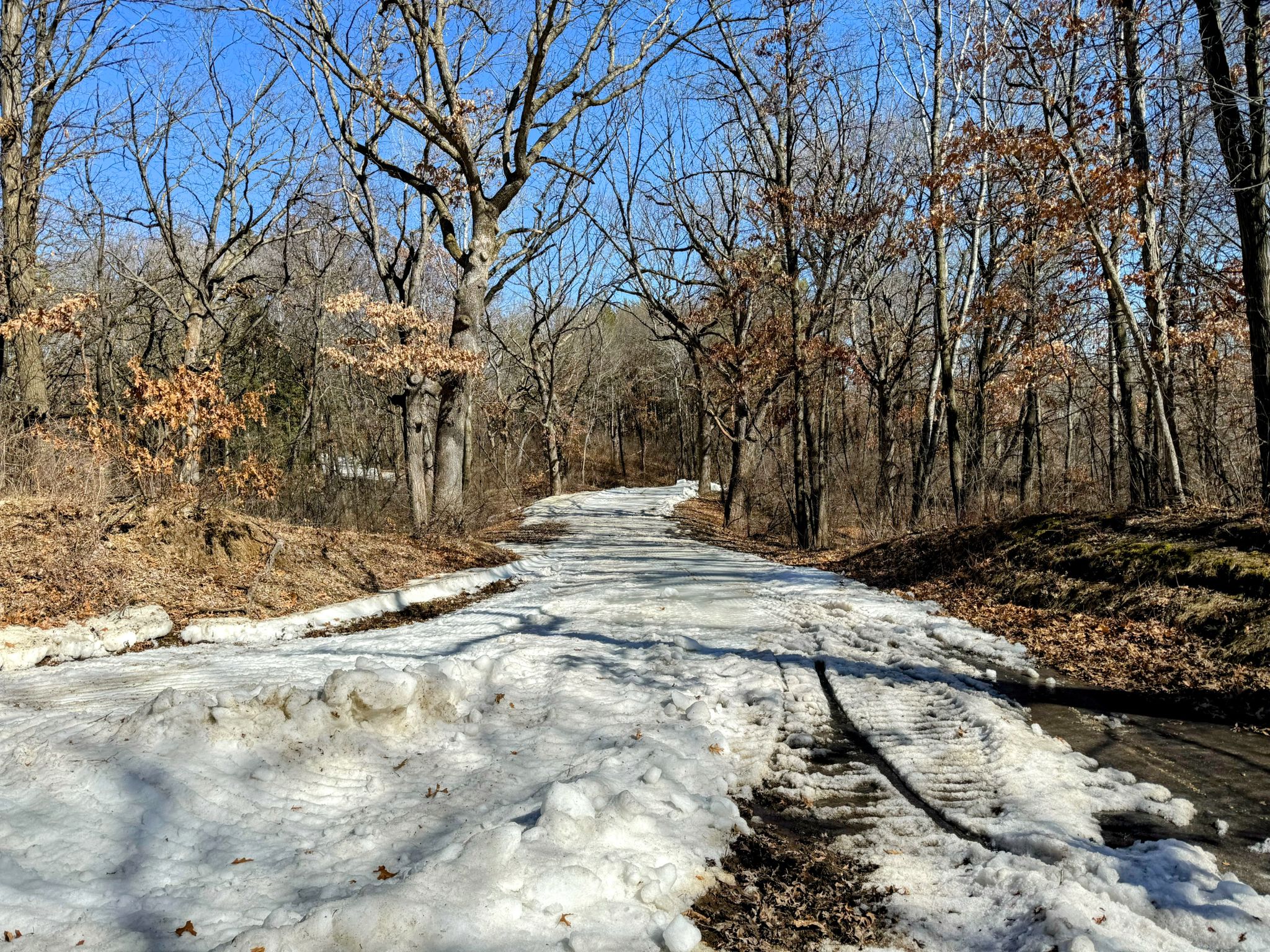 Snowy path through bare trees under a clear blue sky. - Theodore Wirth Regional Park – Luce Line Trail Wooden Bridge loop from Willard-Hay
