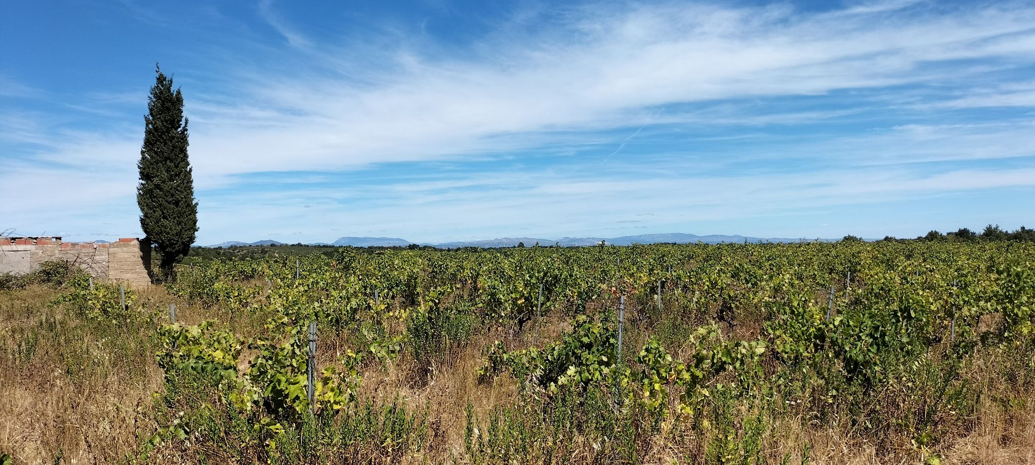 Côté Corbières