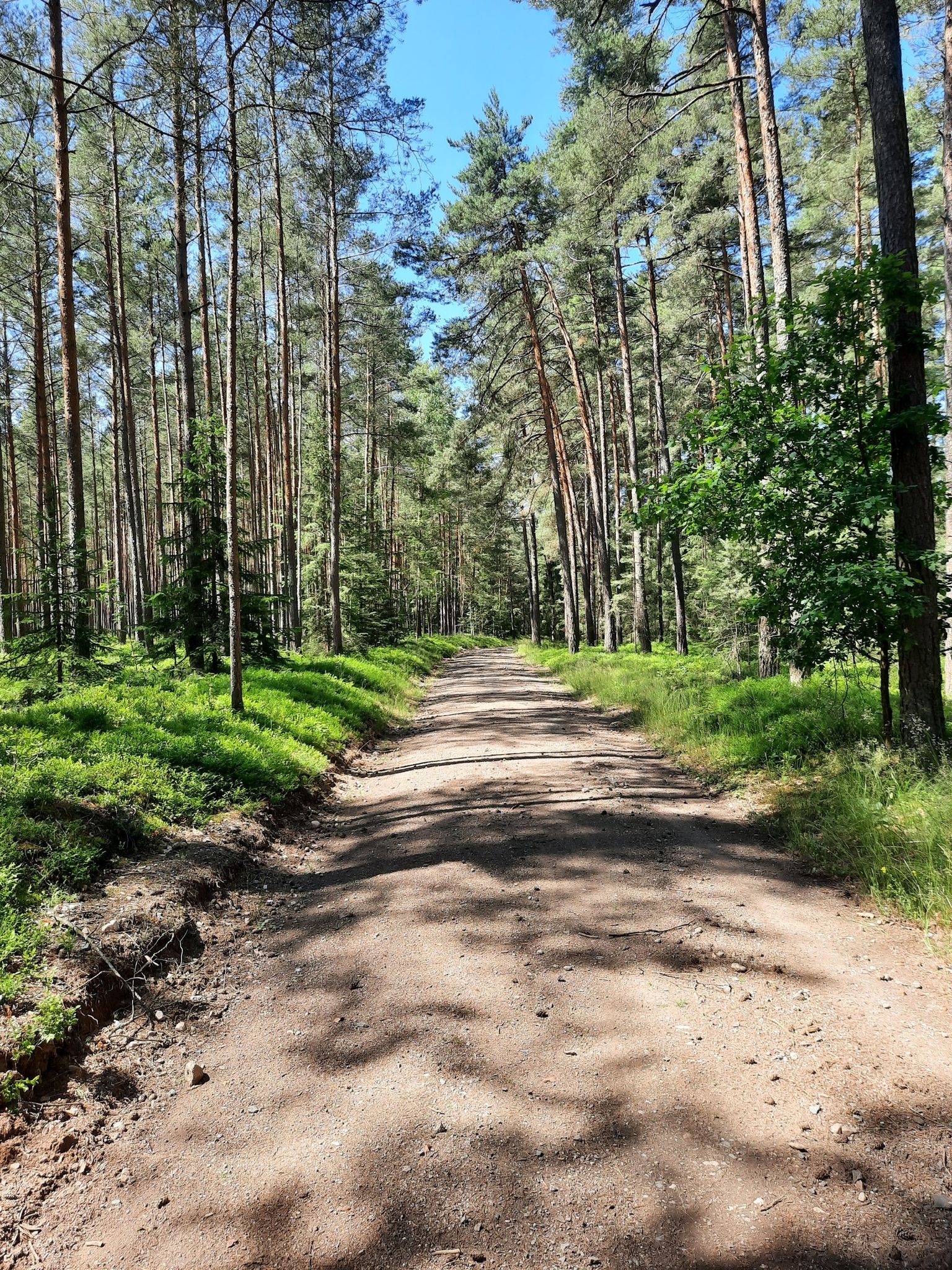 Waldautobahn