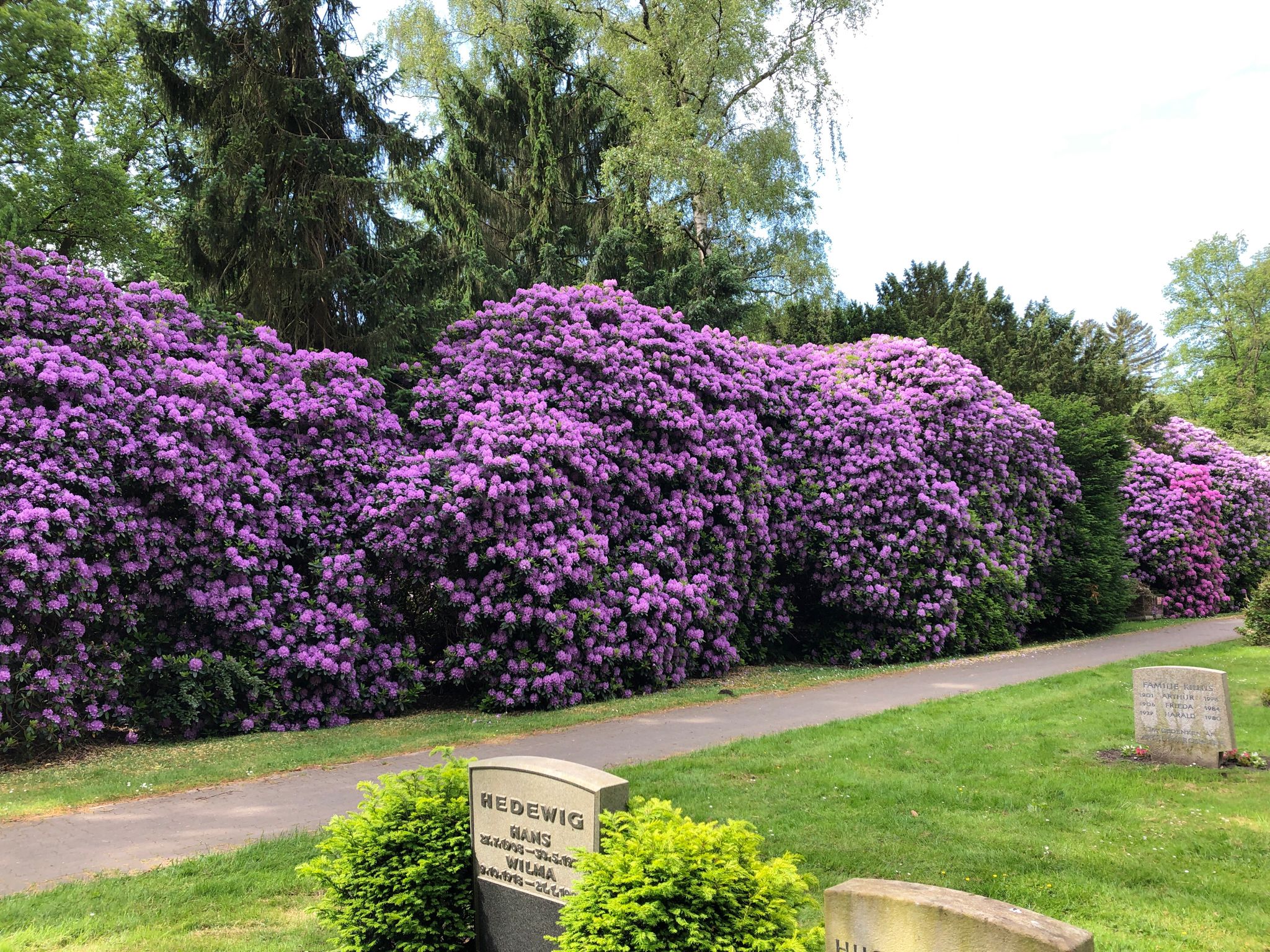 Rhododendron-Runde ber den Ohlsdorfer Friedhof  | Wanderung | Komoot