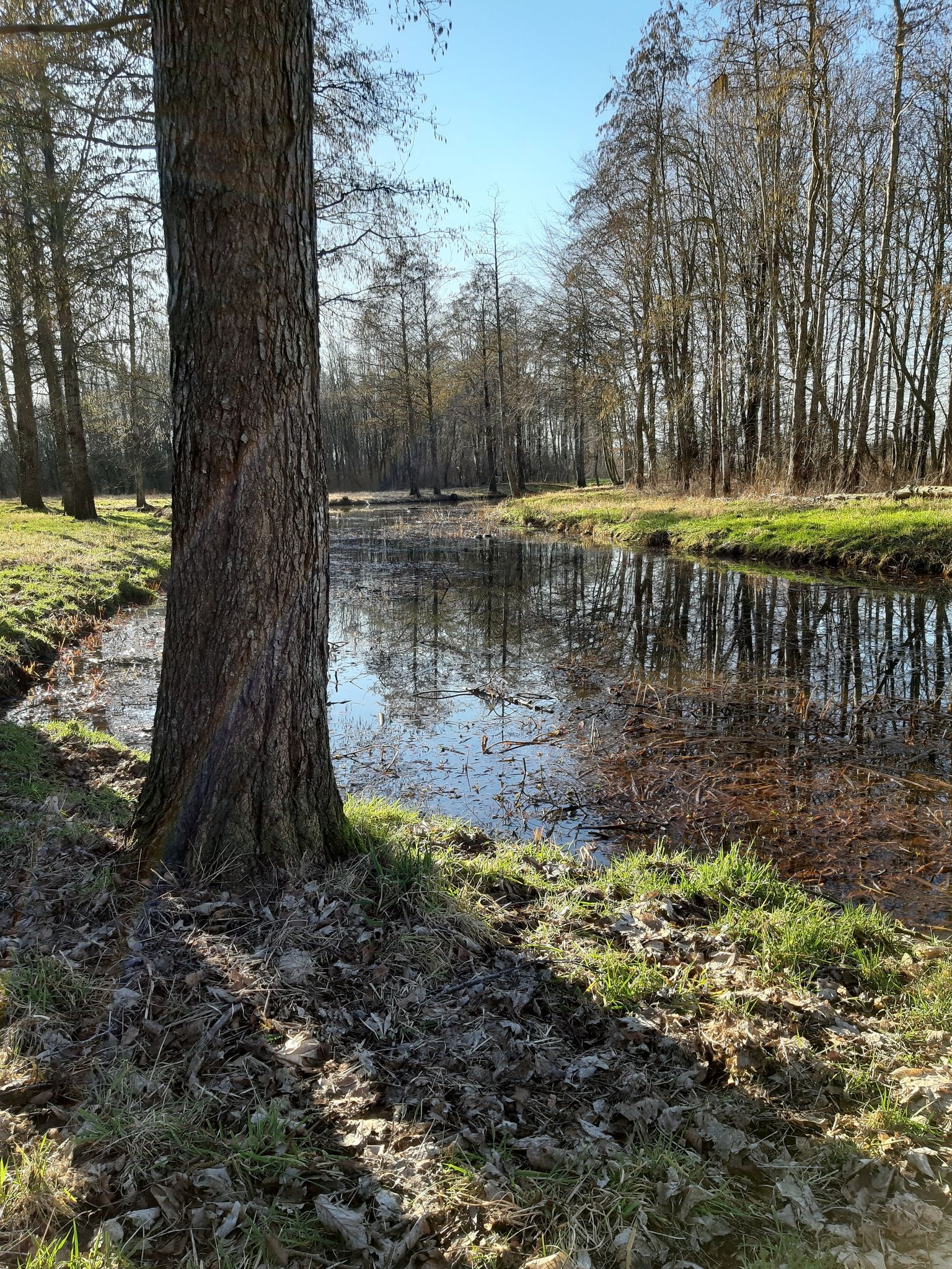 Enten im Bachabzweig