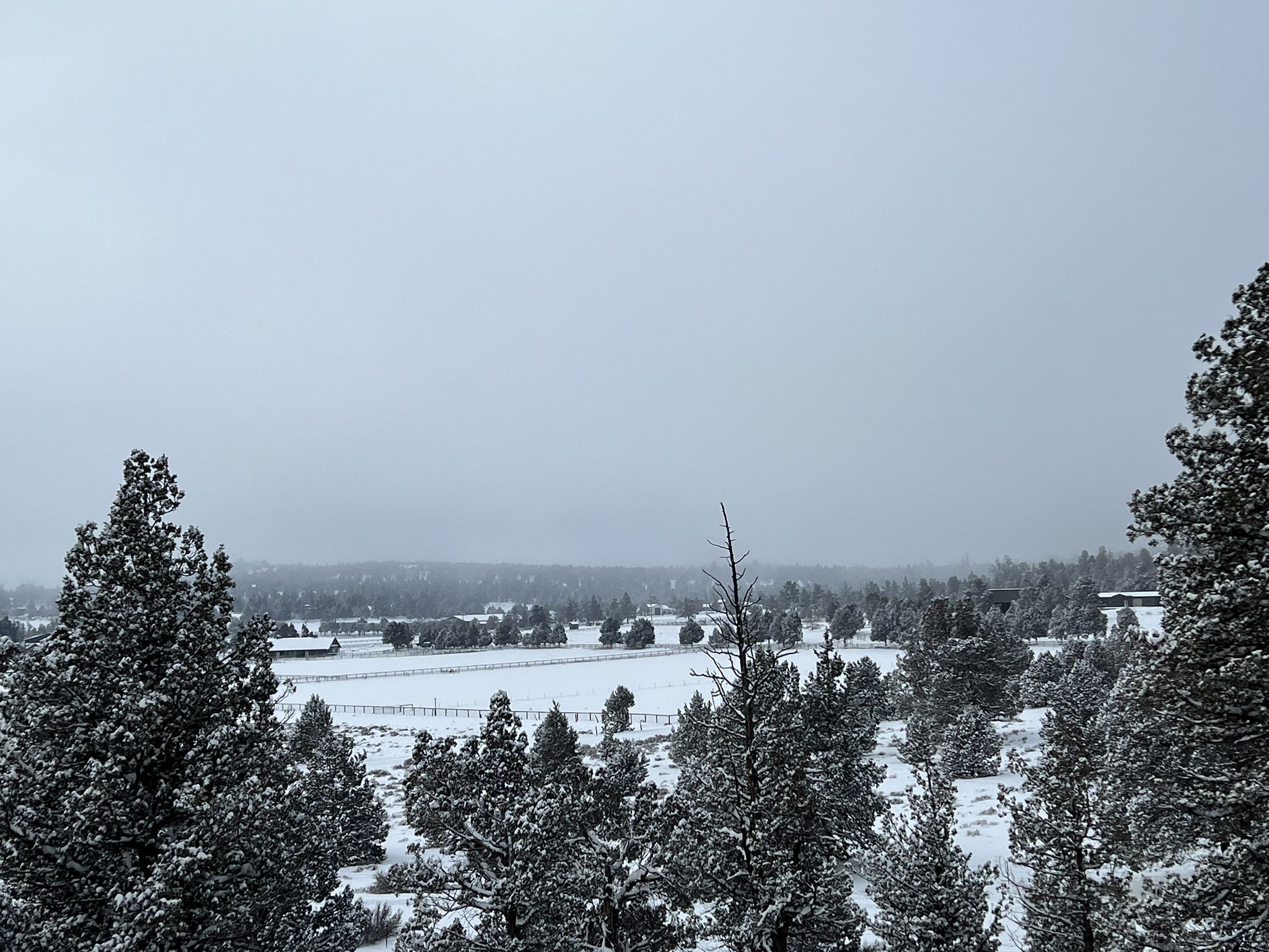 Overcast winter landscape with snow-covered pine trees and a distant field. - Tumalo Canal loop