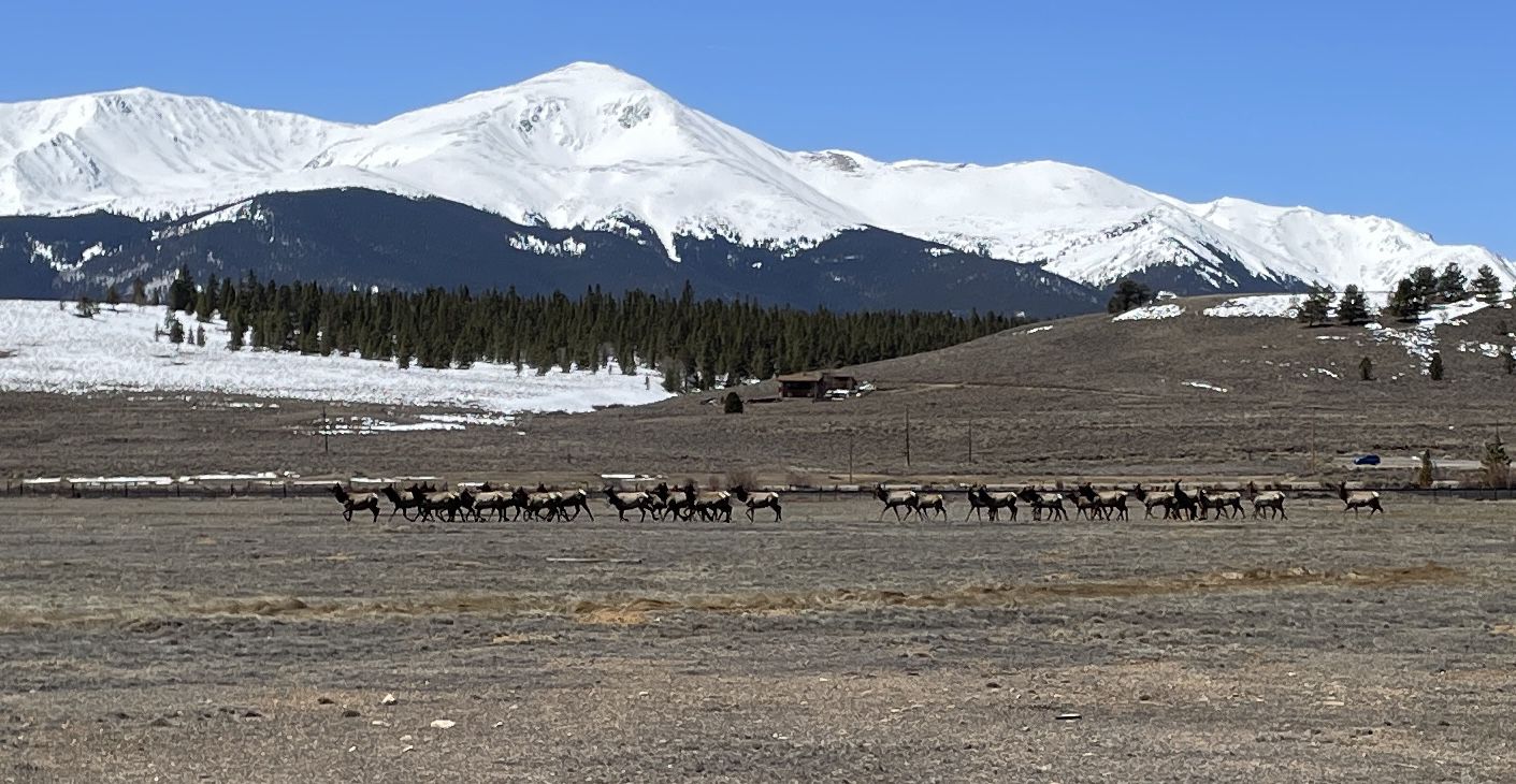 A herd of elk grazes in a field with snow-covered mountains behind. - Hayden Meadows loop