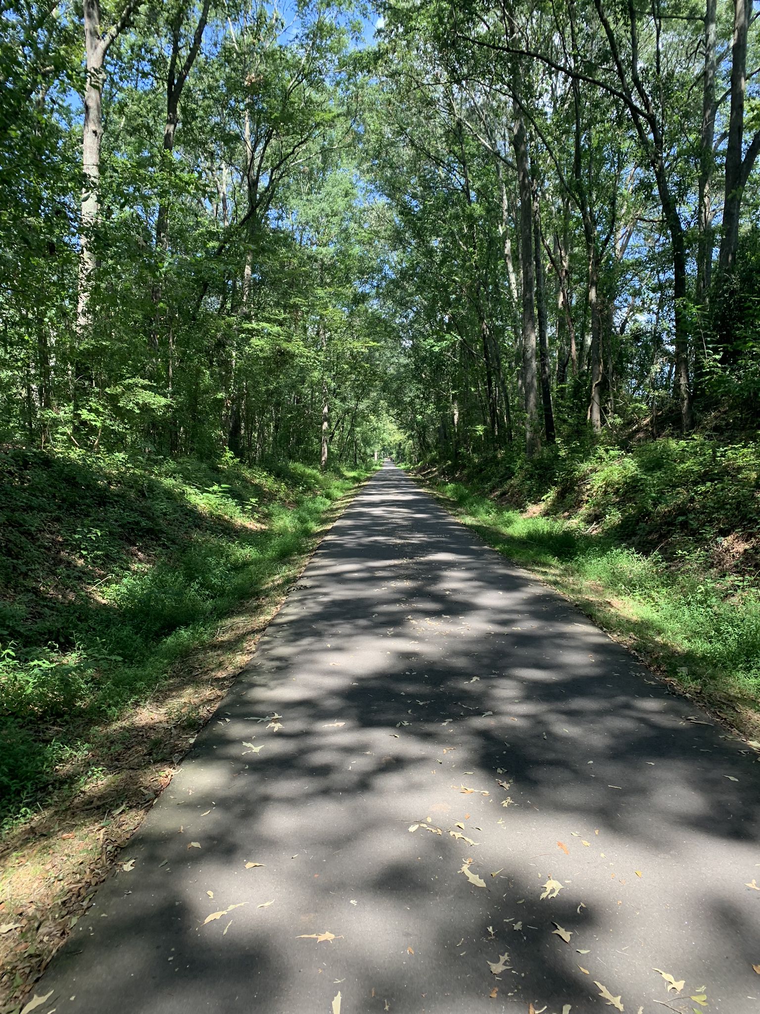 Paved path through a dense green forest with dappled sunlight and shadows. - Unity Park – Swamp Rabbit Cafe & Grocery loop from Greenville