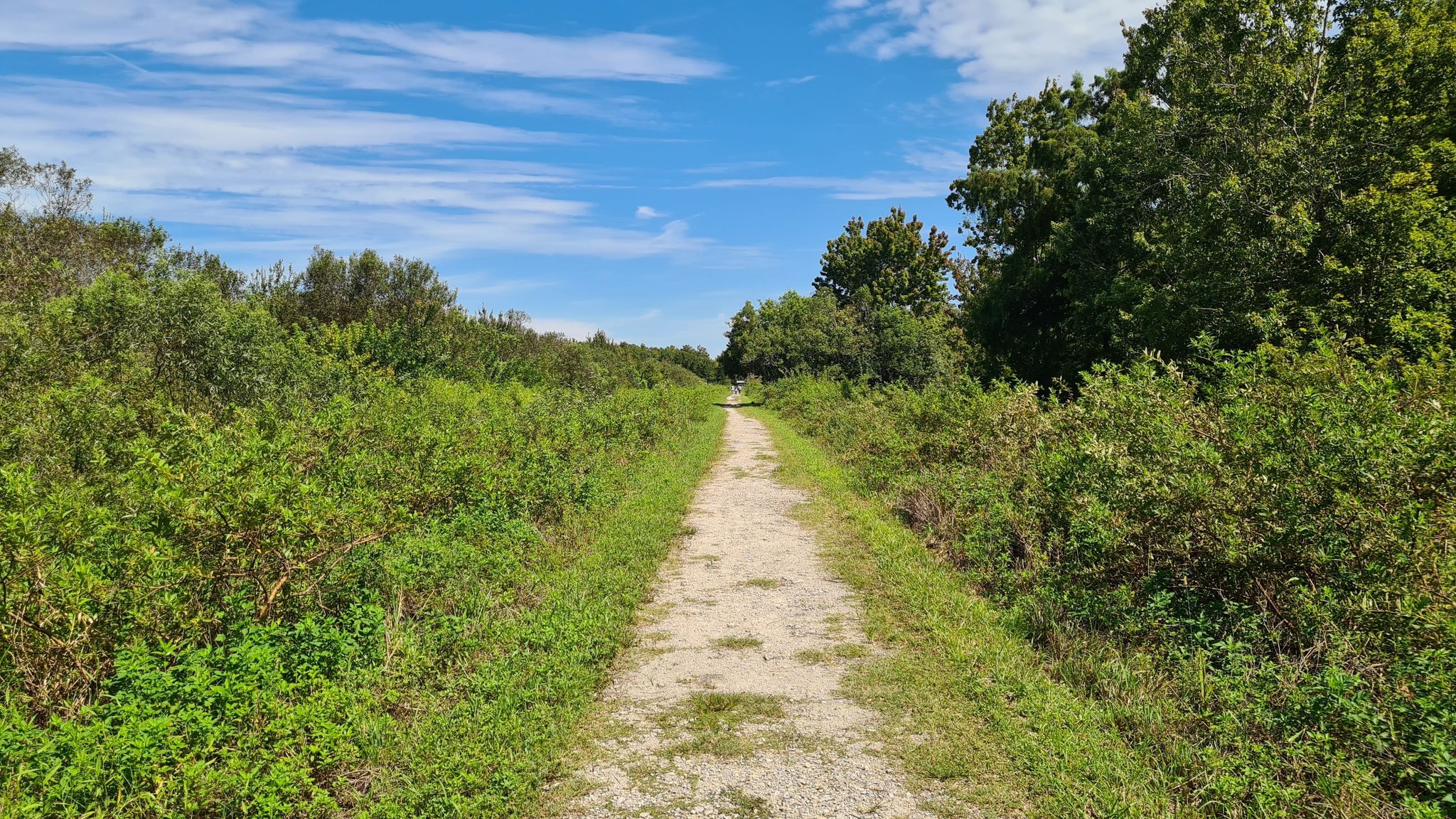 A dirt path extends through lush green bushes under a bright blue sky. - Bird Rookery Swamp Trail Short