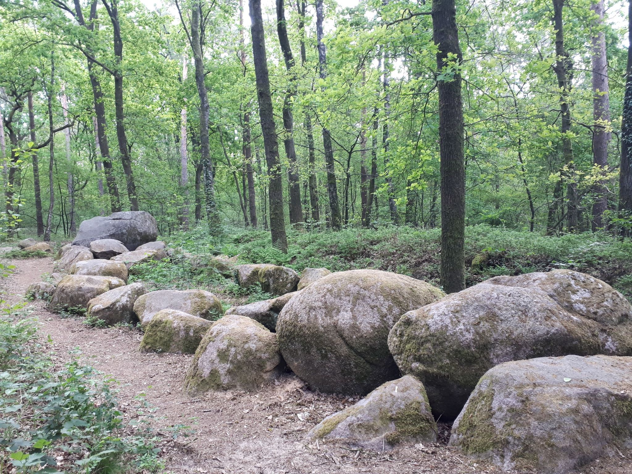 Altfrerener Forst