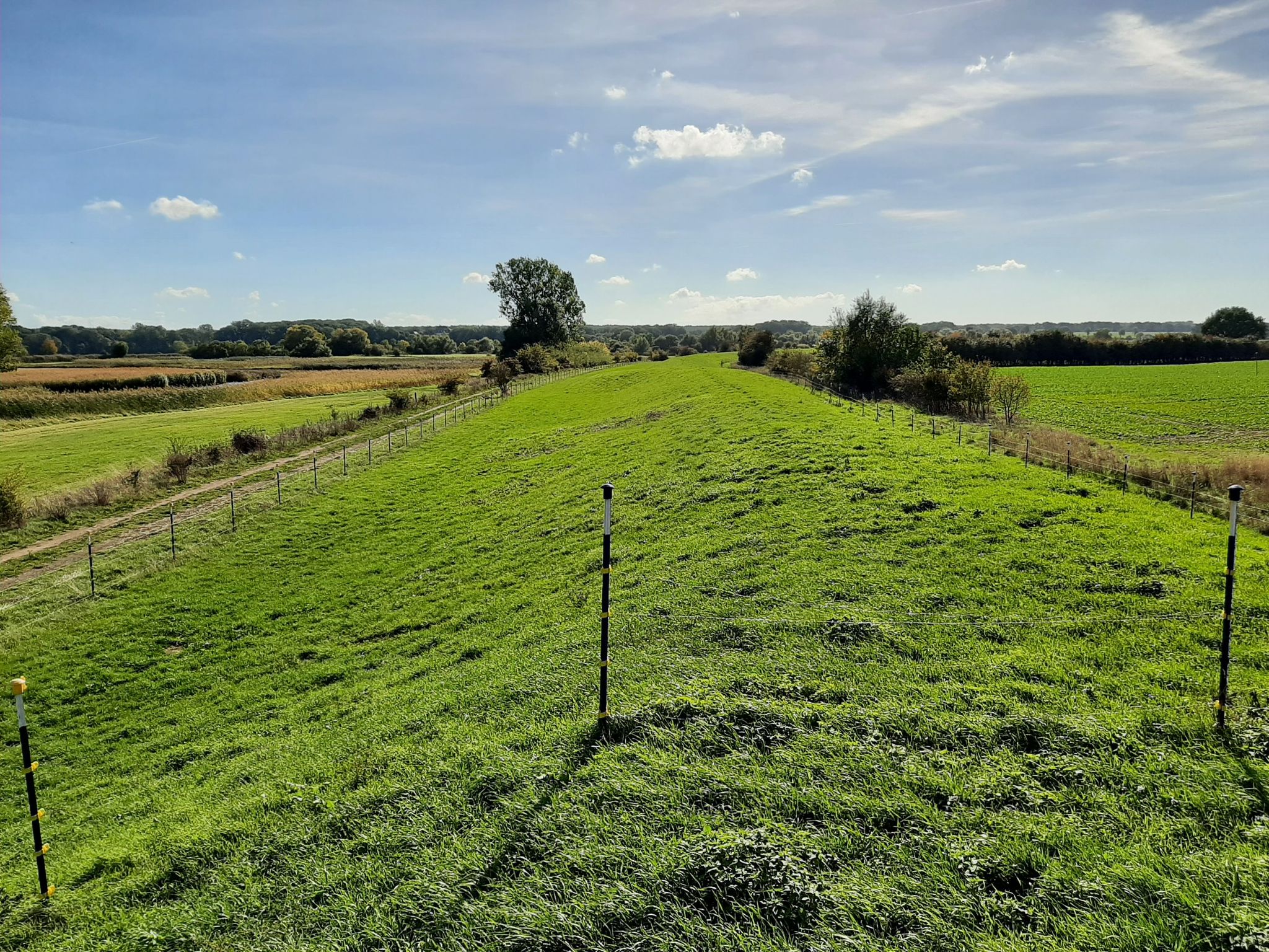 Deichkrone