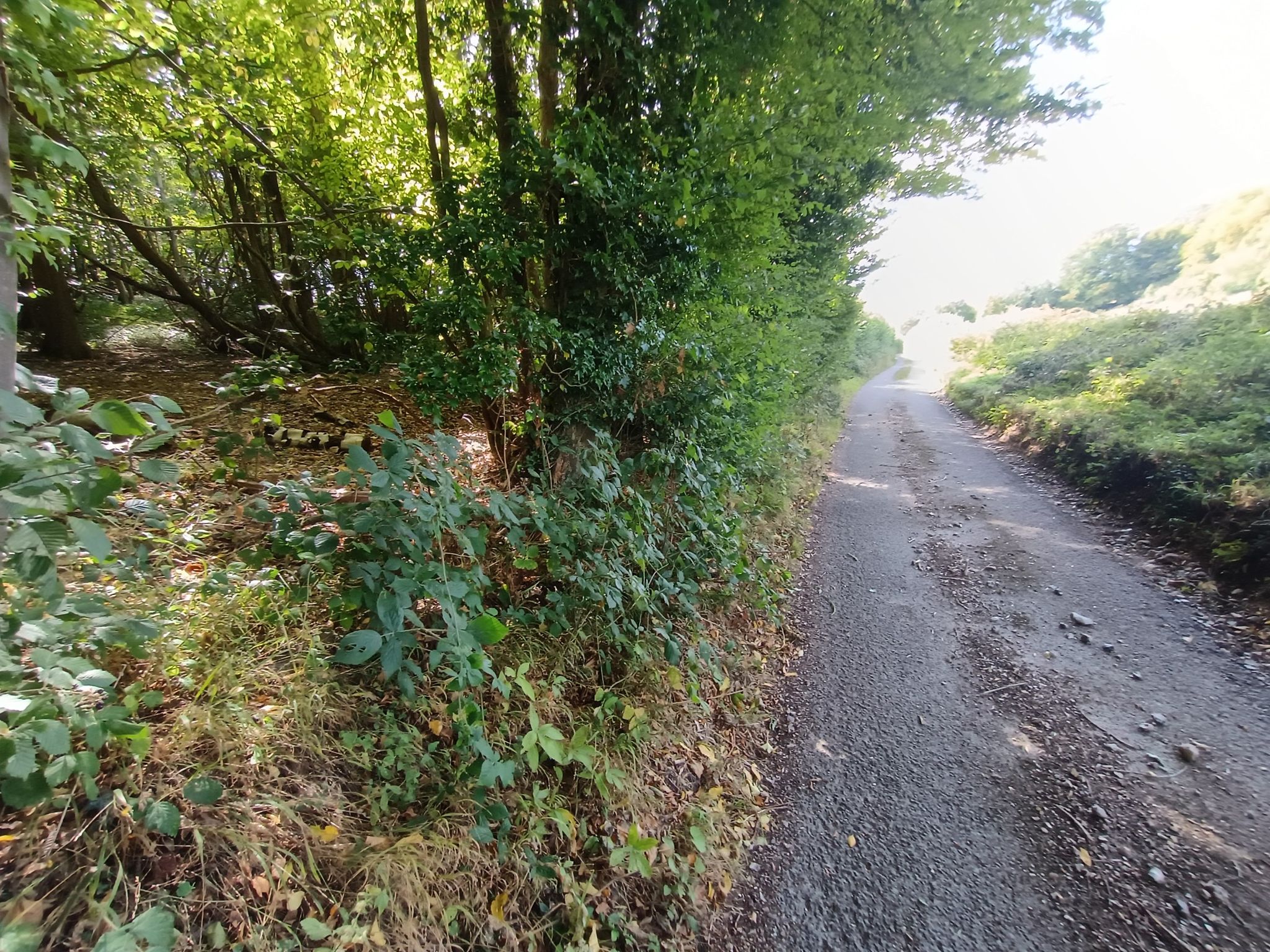 I remember this road from my first ride to Maidstone from Sittingbourne.   Woods on left , small country lane and field on right.