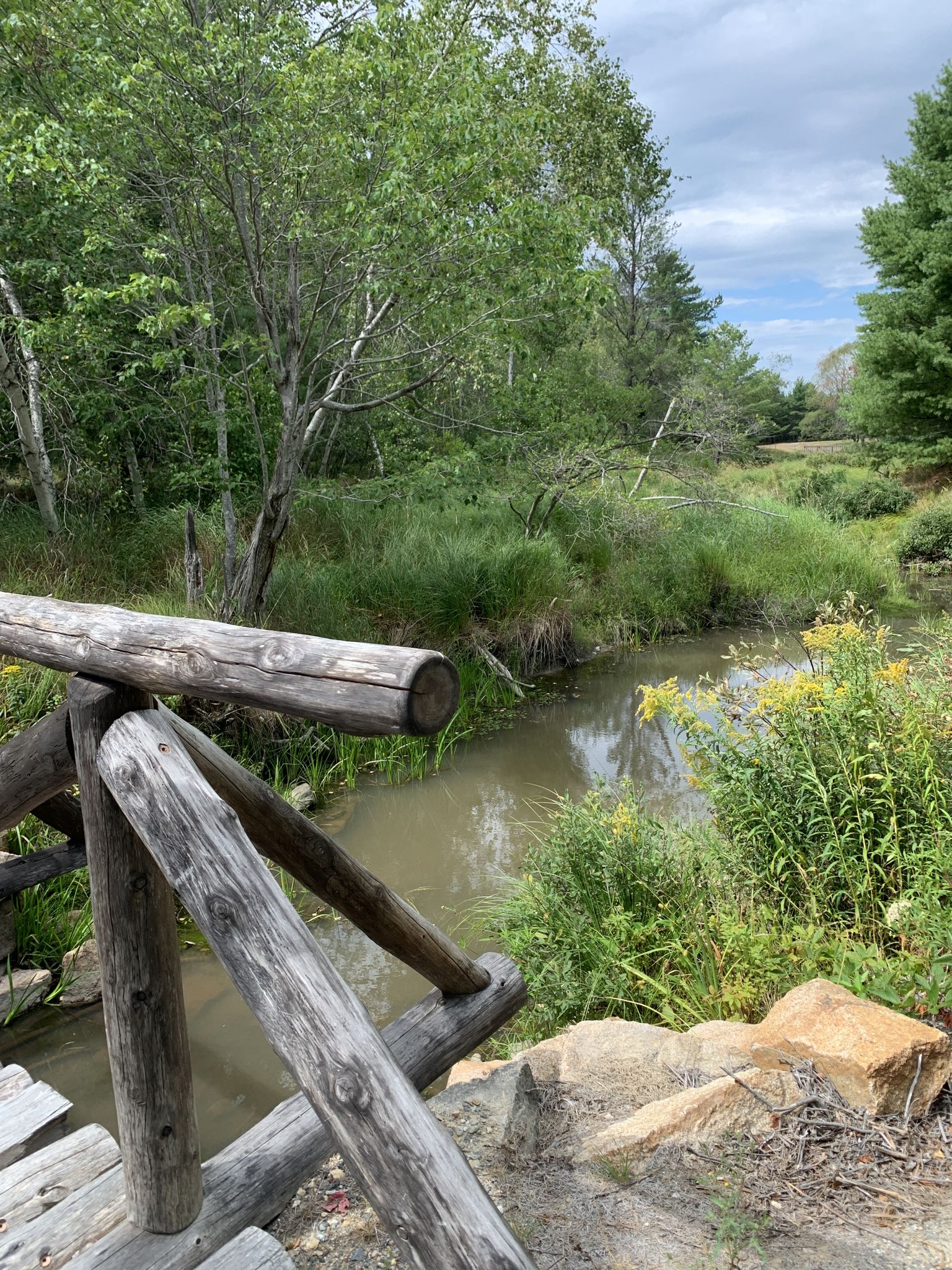 A rustic log bridge crosses a muddy stream surrounded by lush green foliage. - Great Meadow Loop Trail