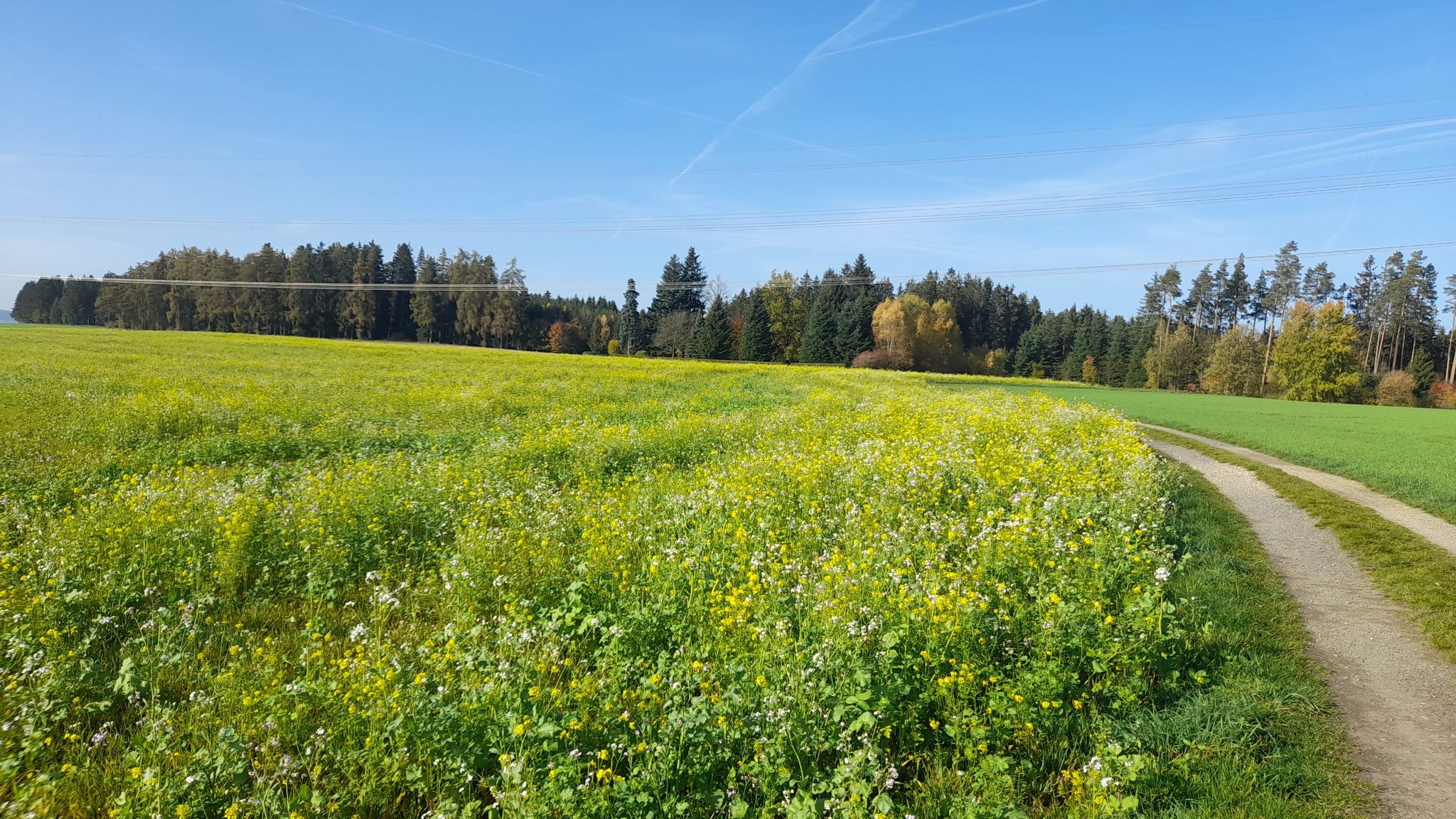 Bunt blühendes Feld