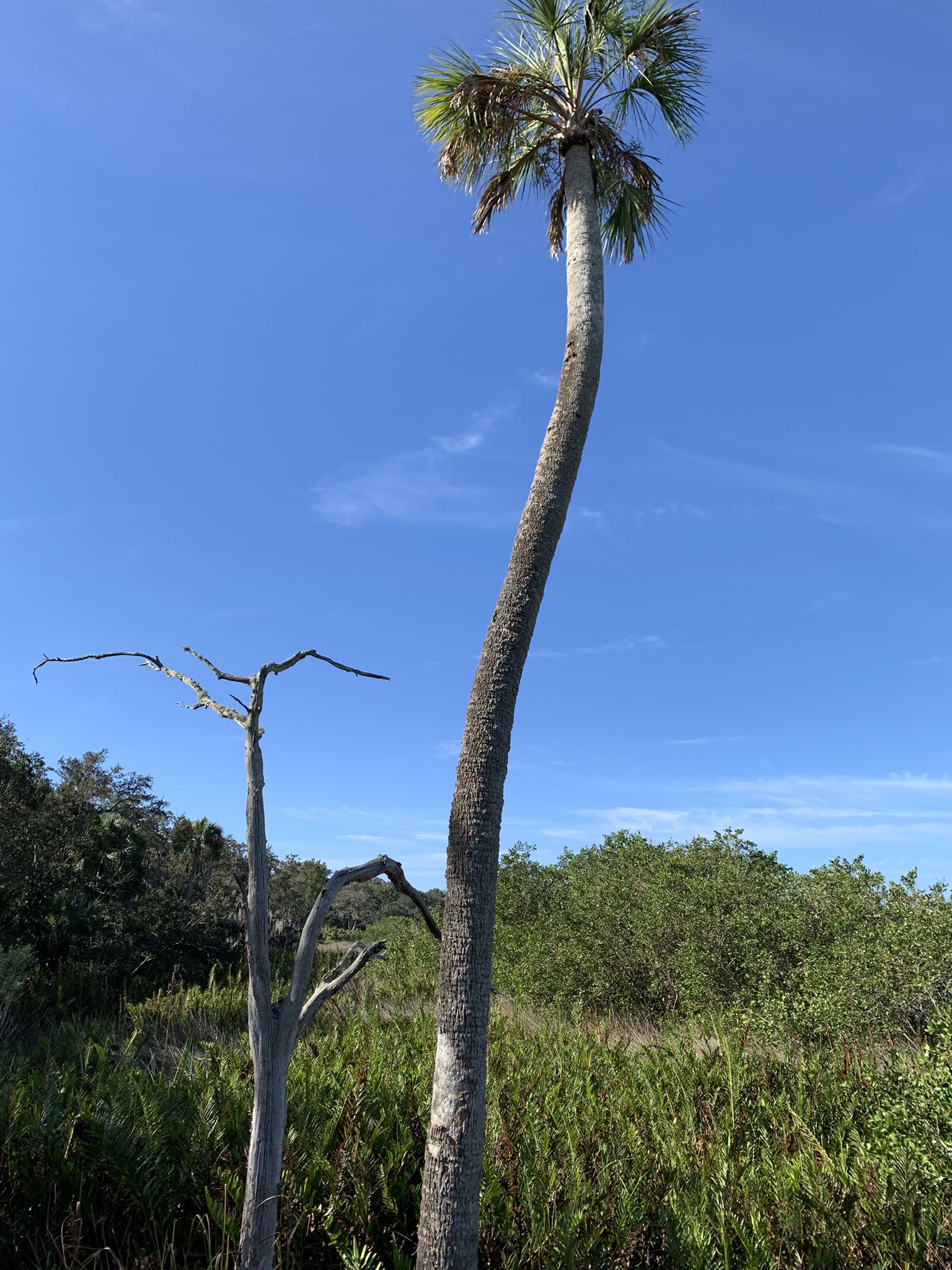 A tall, curved palm tree stands against a clear blue sky with green vegetation. - River Bend Trail Loop