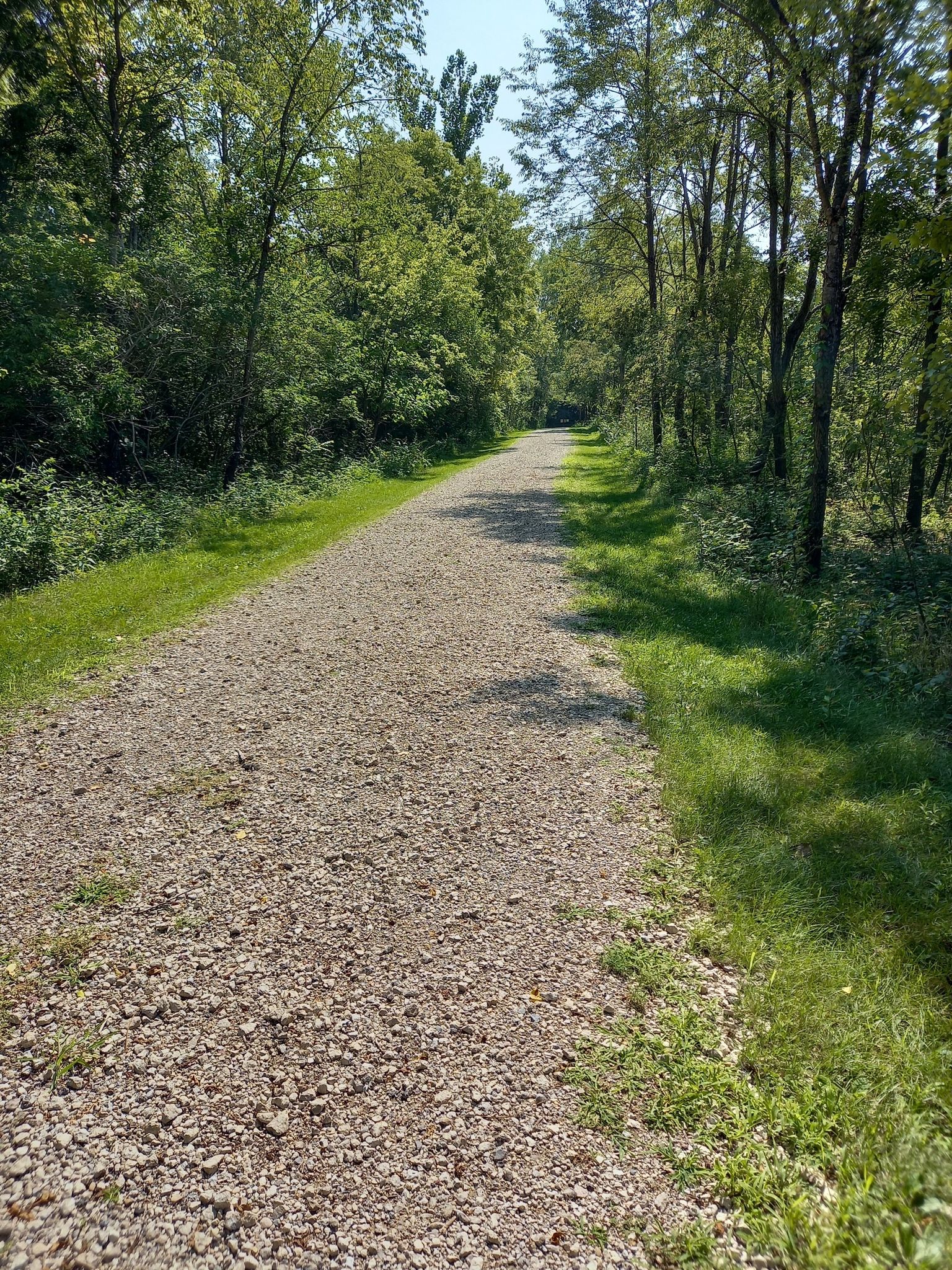 A wide gravel path stretches through a sunlit forest with tall trees. - River Bend Forest Preserve Loop