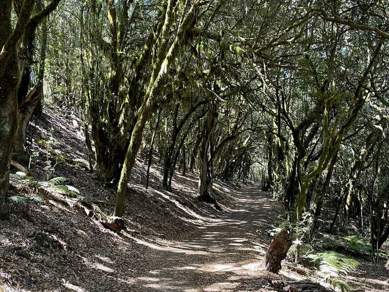 Drachenbaum  & 1000 jhriger Lorbeerwald auf La Gomera  | Wanderung  | Komoot