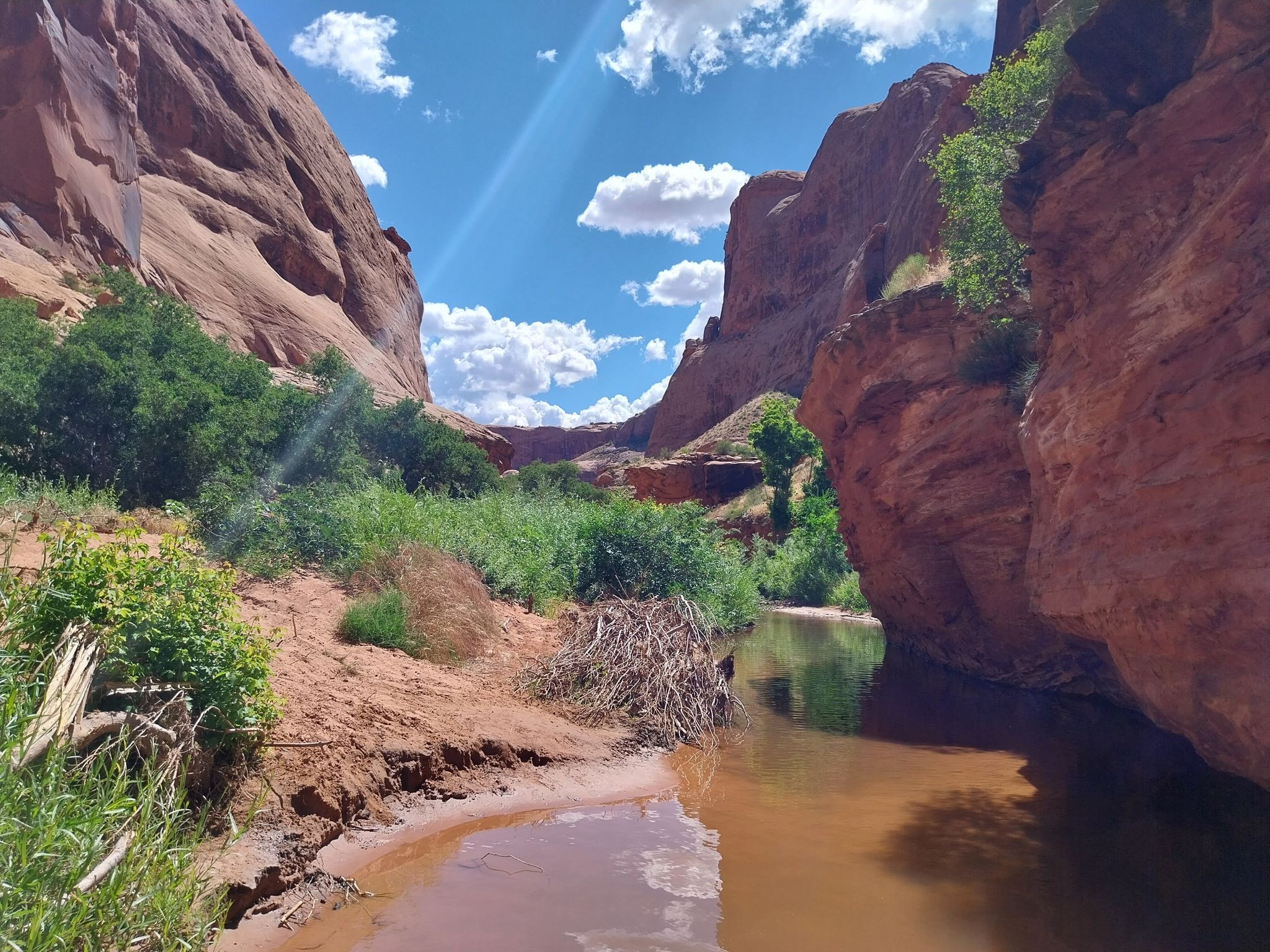 Sunny canyon with red rock cliffs, green foliage, and a muddy stream. - Mill Creek Trail