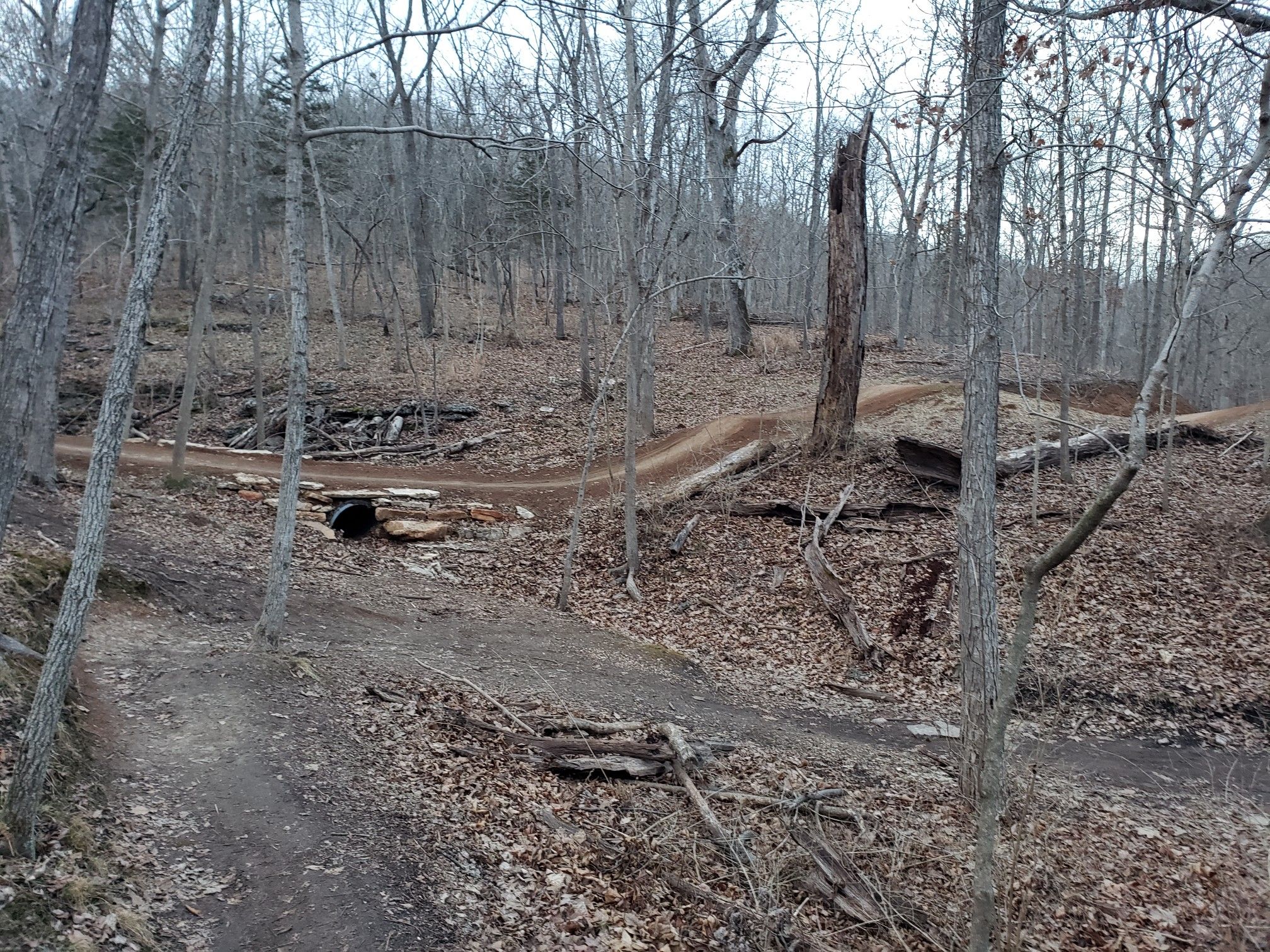 Winding dirt bike trail through a bare forest with fallen leaves. - Bluff View Trail Loop