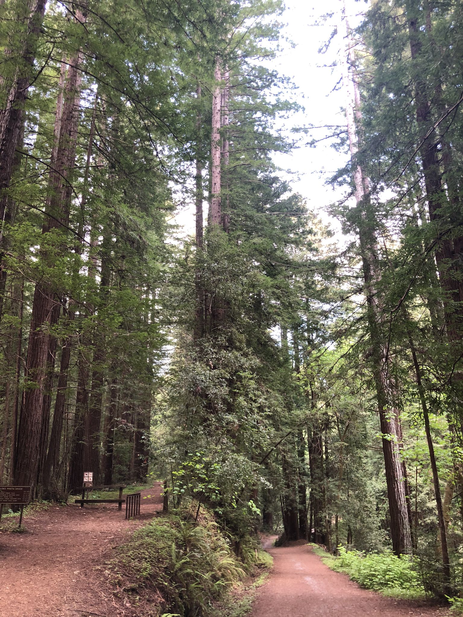 Tall trees tower over a dirt path with wooden benches nearby. - Aptos Creek Fire Road