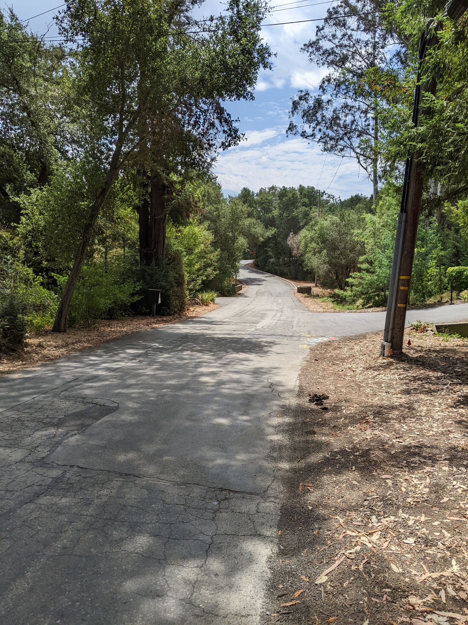Fork in a paved road through a sunny, green, wooded area. - Portola Valley – Manzanita Way loop from Mountain View