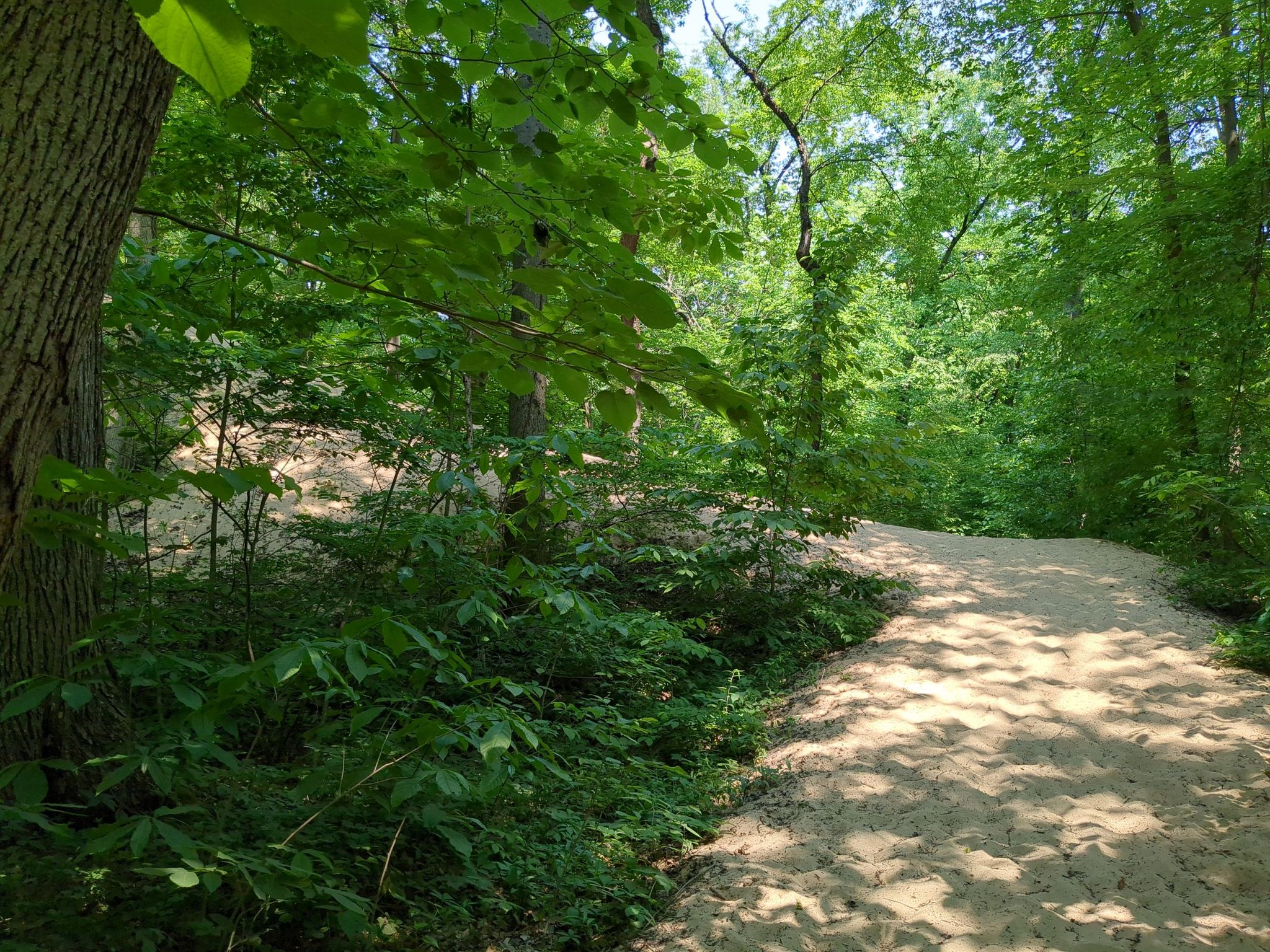 A wide sandy path curves through a bright, green, sunlit forest. - Mount Randall Loop