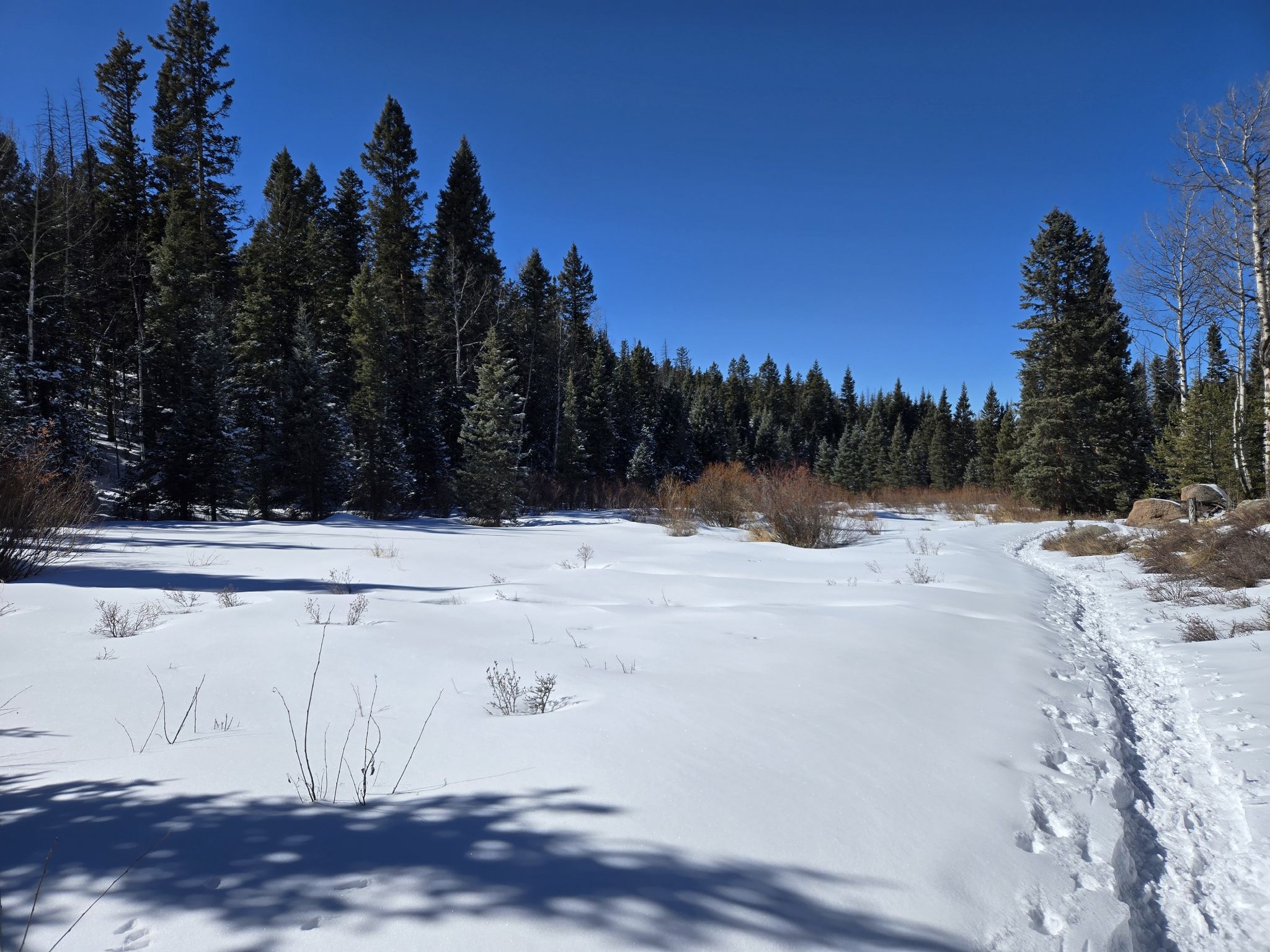 Sunny winter scene with a snow-covered field, evergreen forest, and footprints. - Cheesman Ranch Loop
