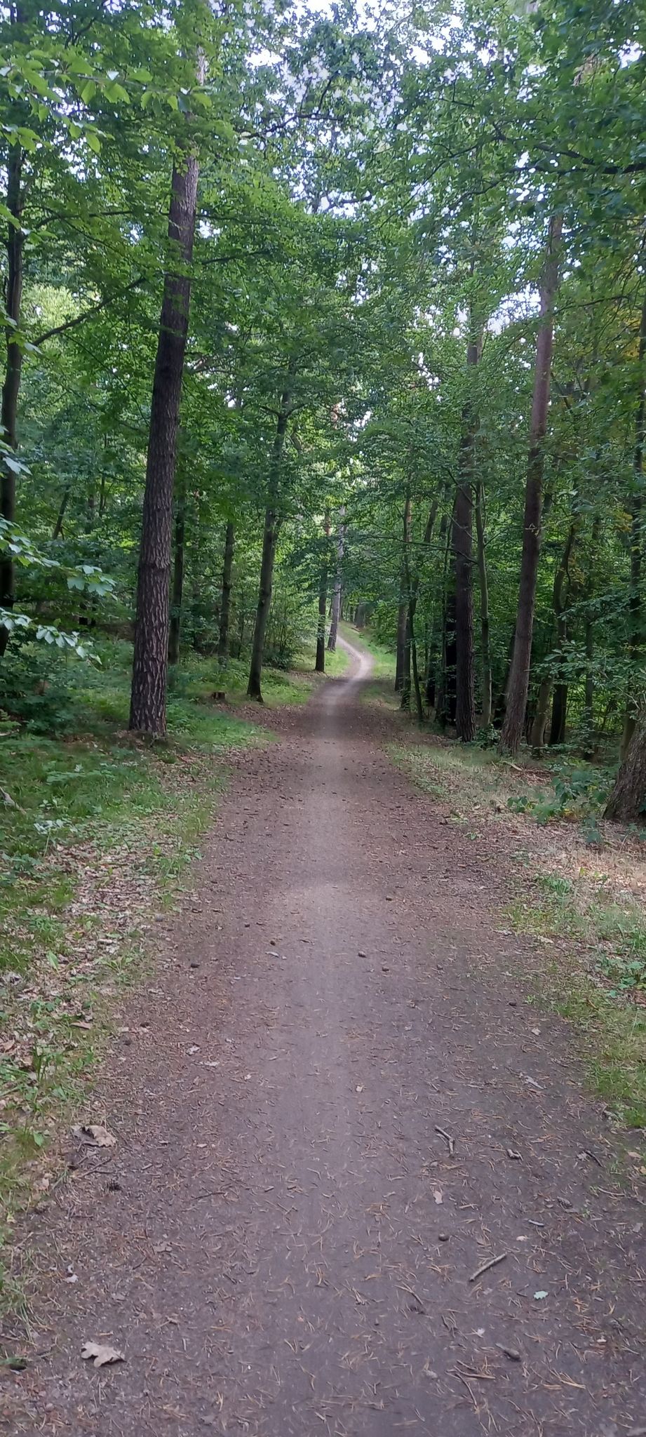 schöner Radweg durch den Wald