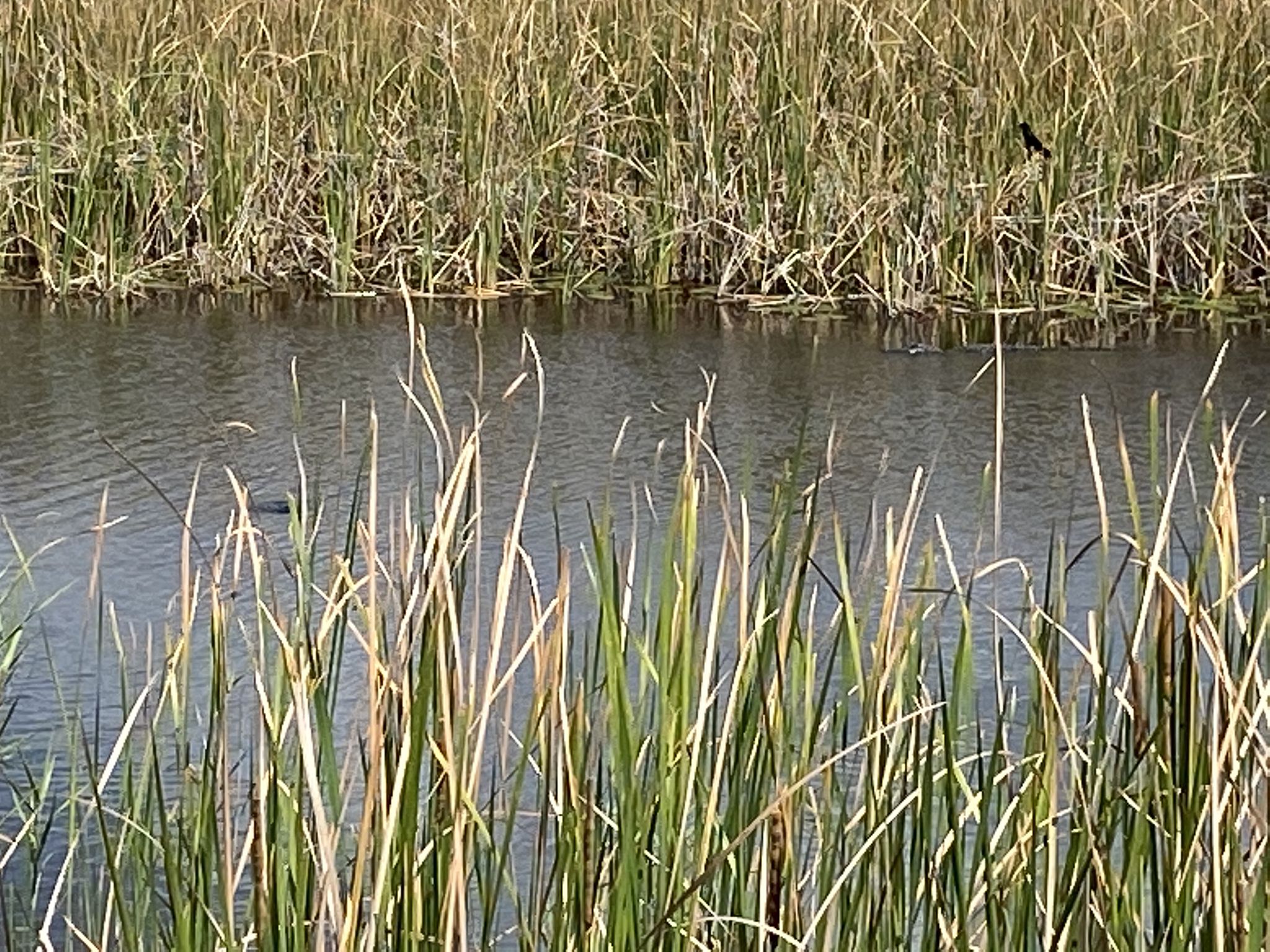 Tall green and brown reeds line a calm body of water under bright light. - Conservation Levee Greenway Loop