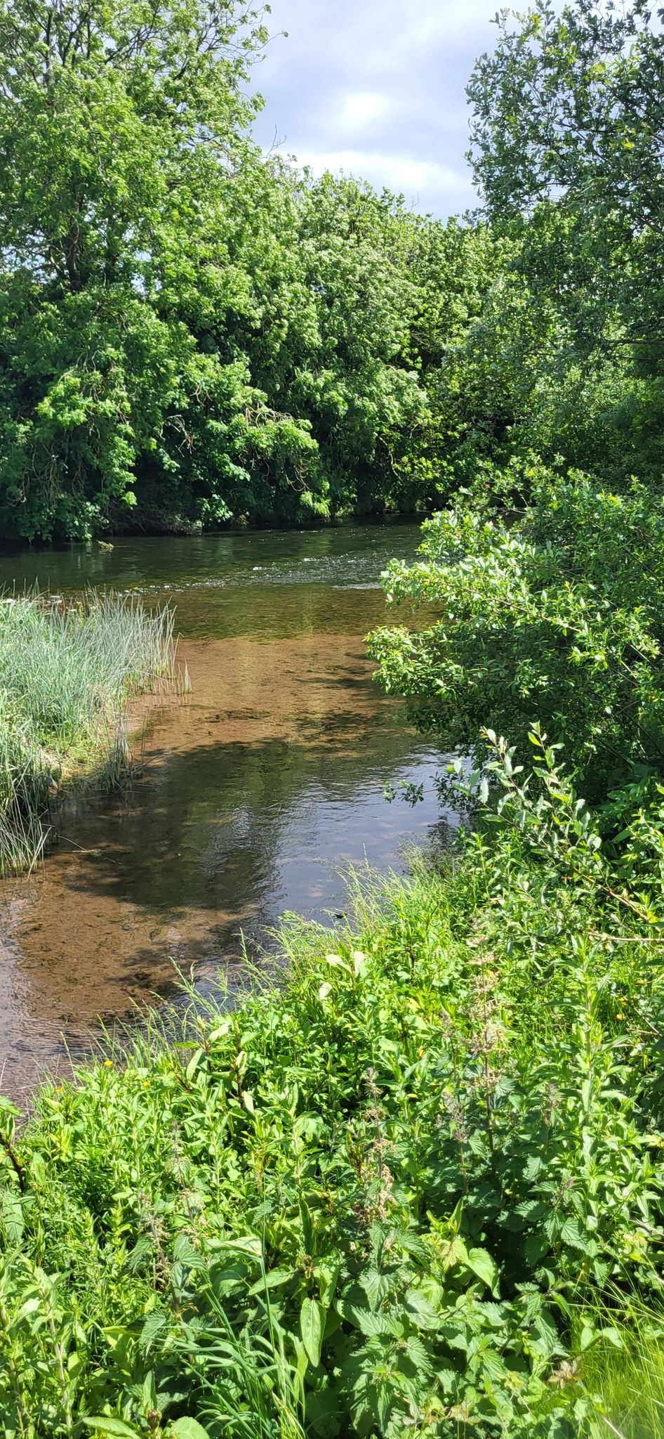 Owenacurra River. Der ist schon ein bisschen größer!