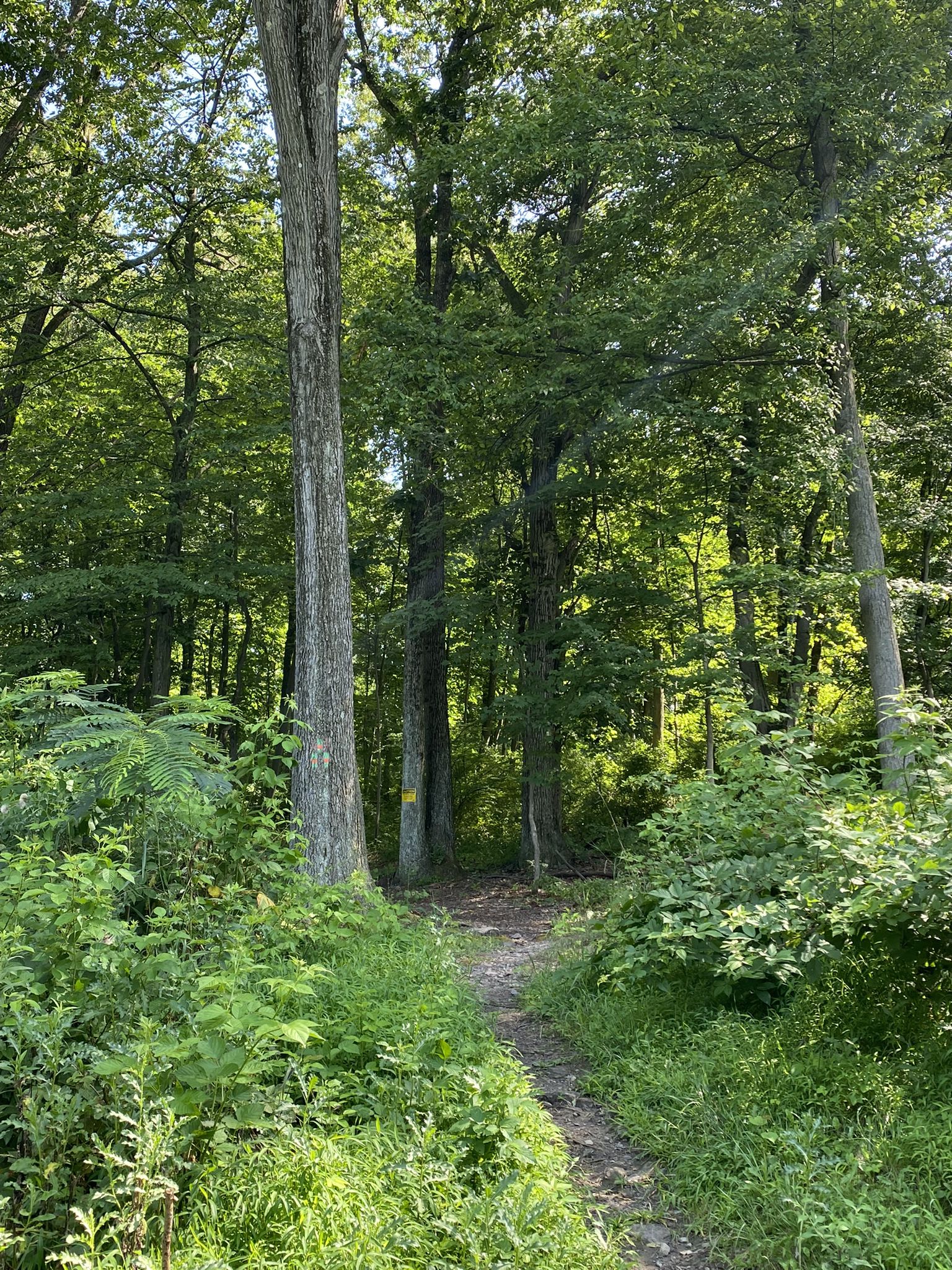 Narrow dirt path leads into a dense, sunlit green forest with tall trees. - Larkin Covered Bridge – Nicholas East House loop from Uwchlan Township