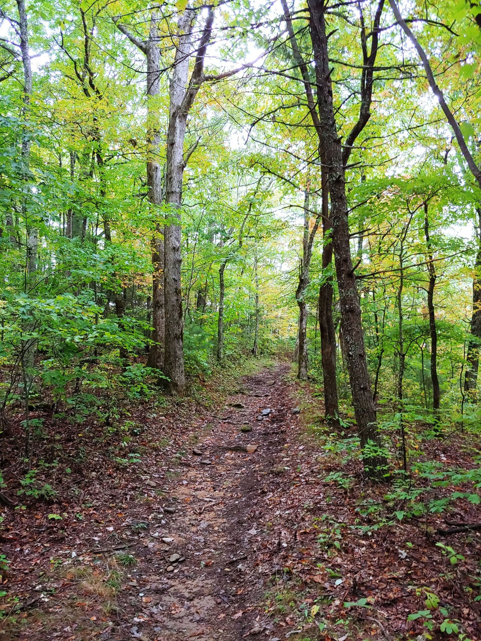 A rocky dirt path through a vibrant green forest with dappled light. - Rich Mountain Loop