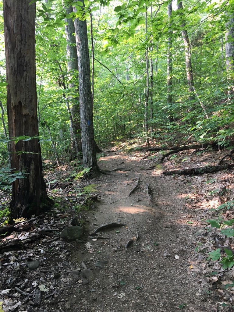 A dirt trail with exposed roots winding through a sun-dappled green forest. - Mount Megunticook and Ocean Lookout Loop